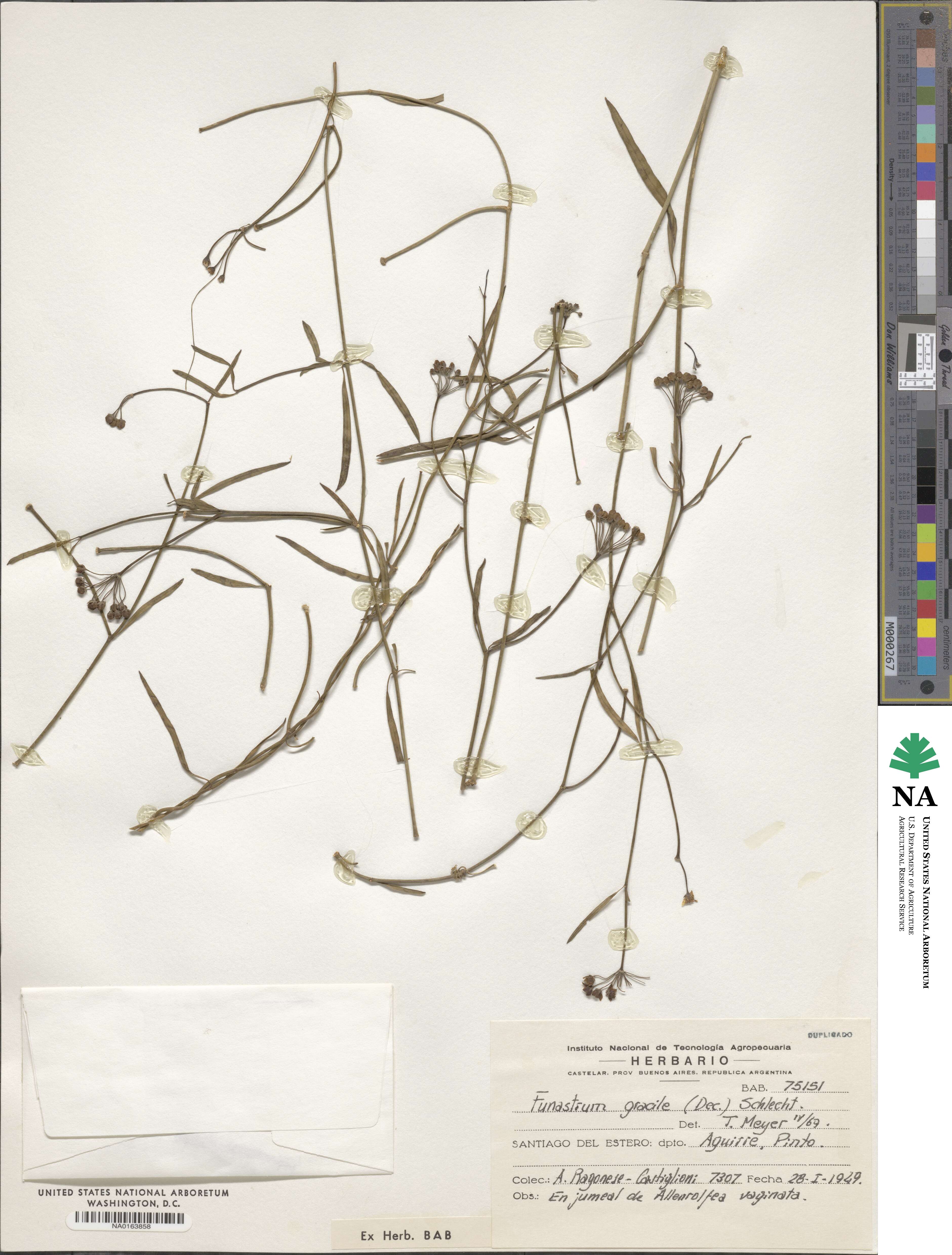 Funastrum gracile image