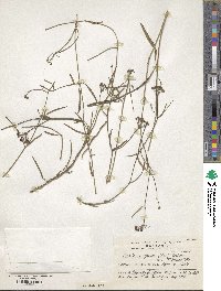 Image of Funastrum gracile