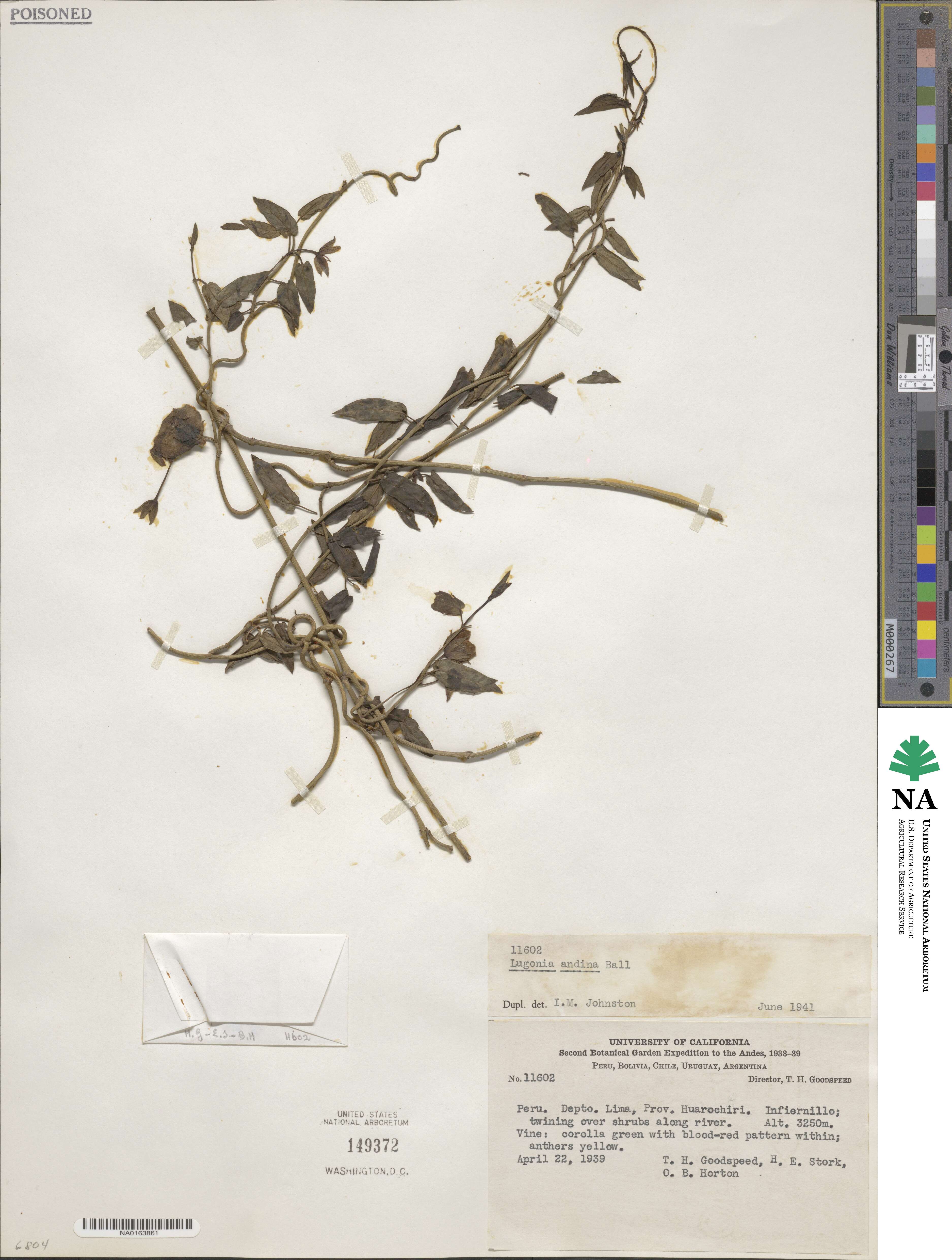 Pentacyphus andinus image