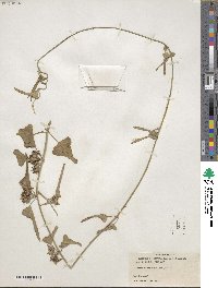 Morrenia odorata image
