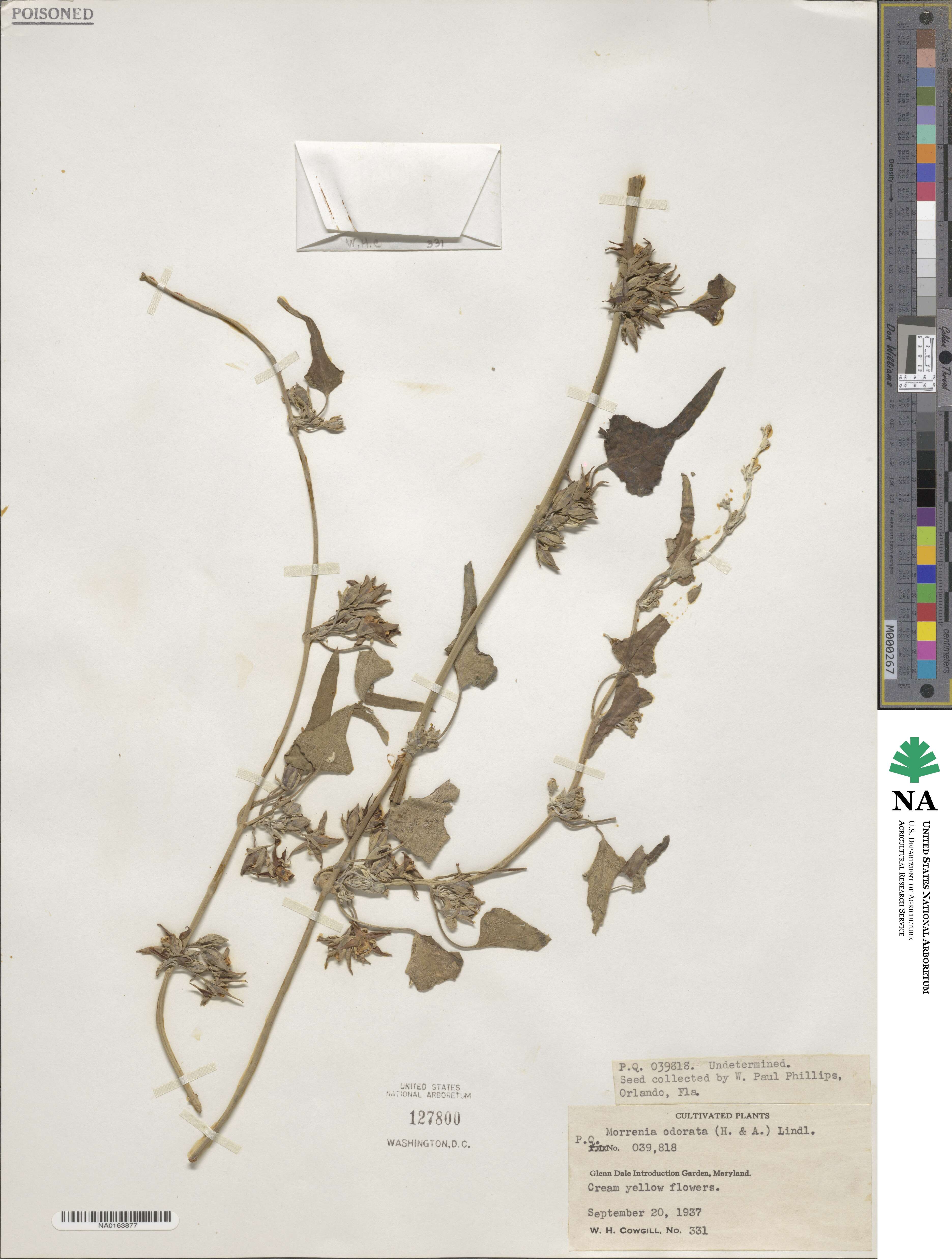 Morrenia odorata image