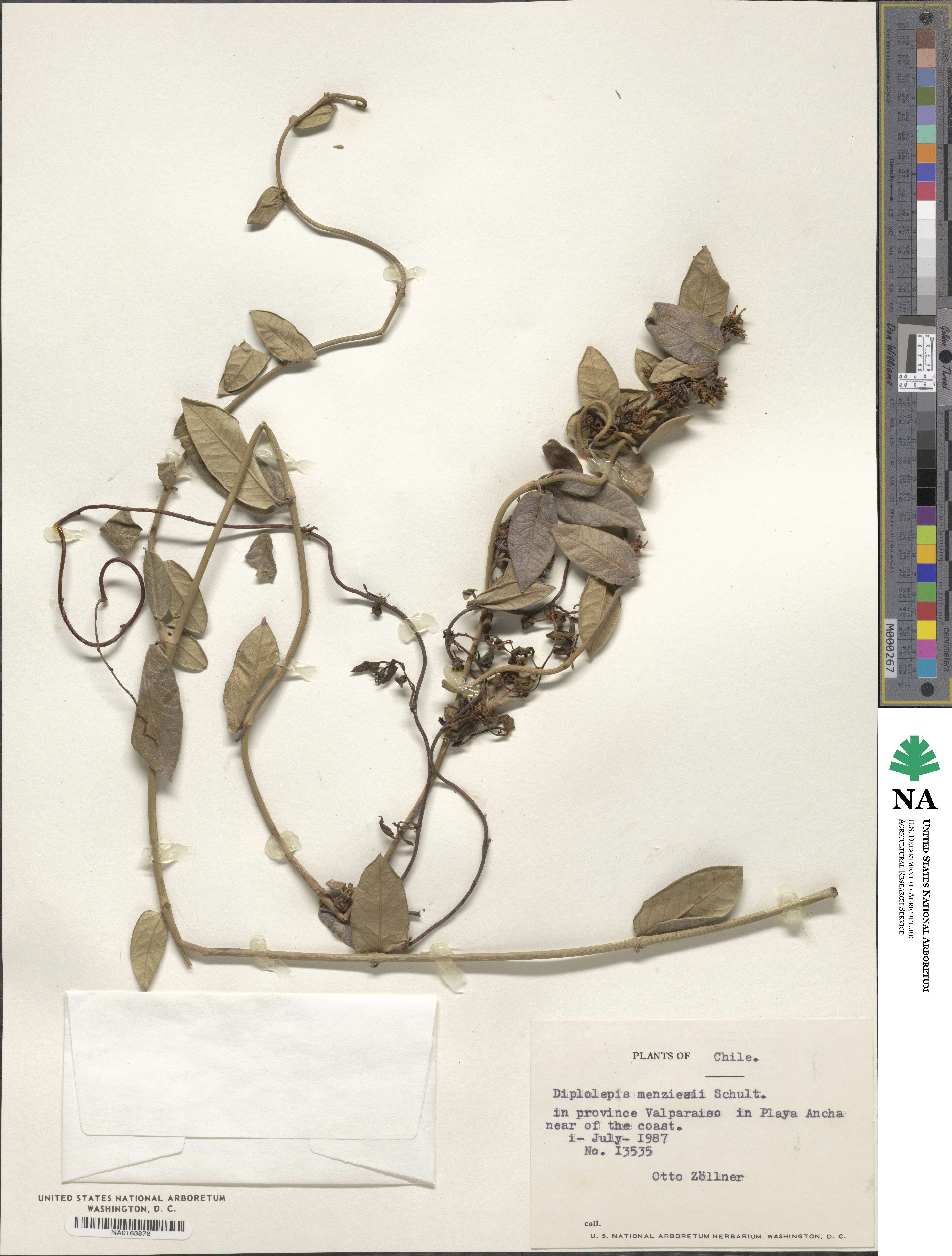 Diplolepis image