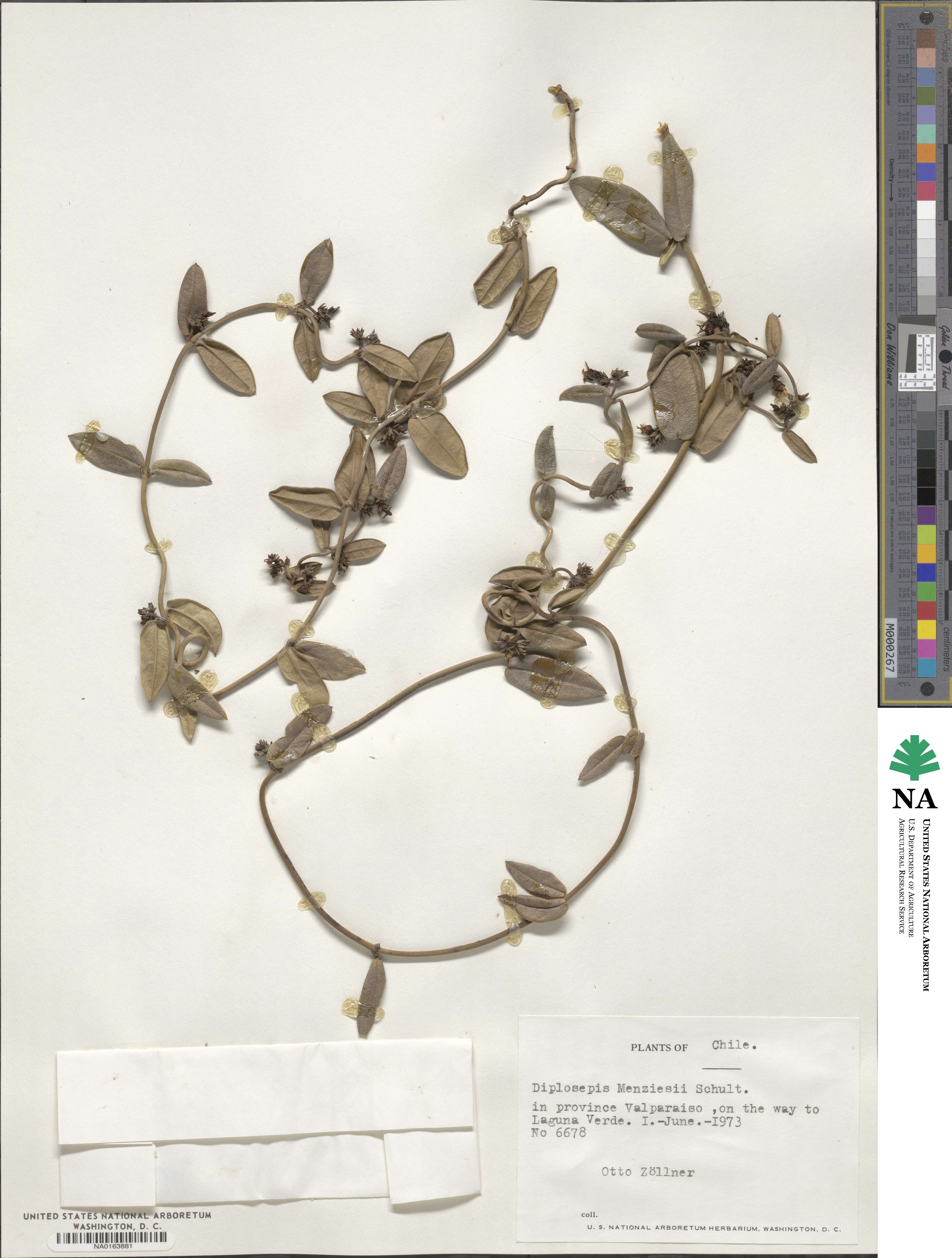 Diplolepis menziesii image