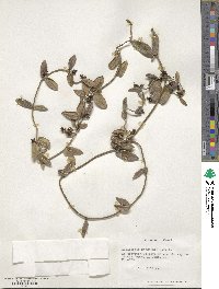 Diplolepis menziesii image