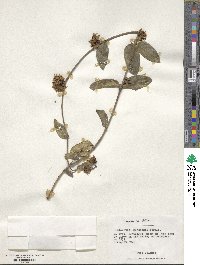 Diplolepis menziesii image