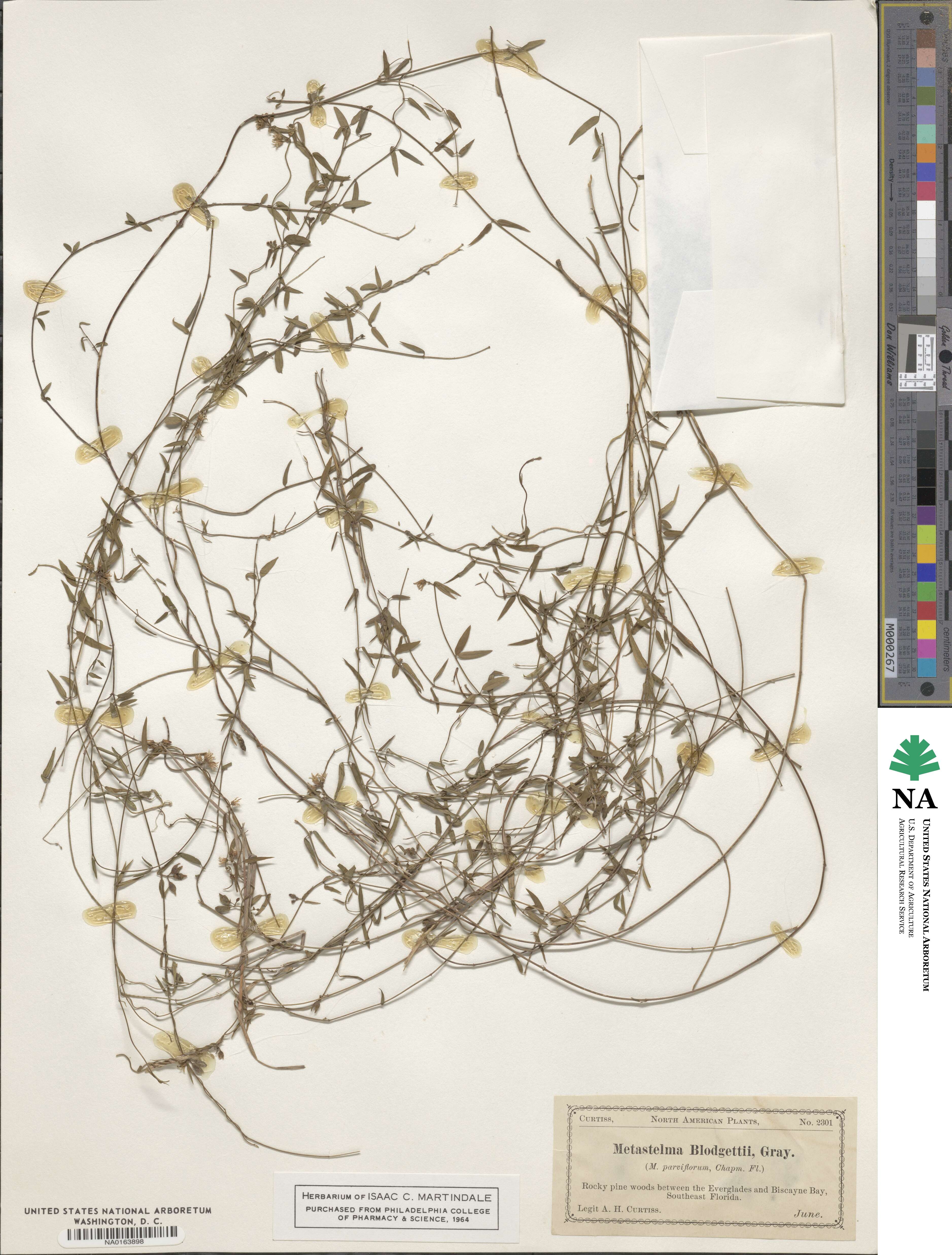 Metastelma blodgettii image