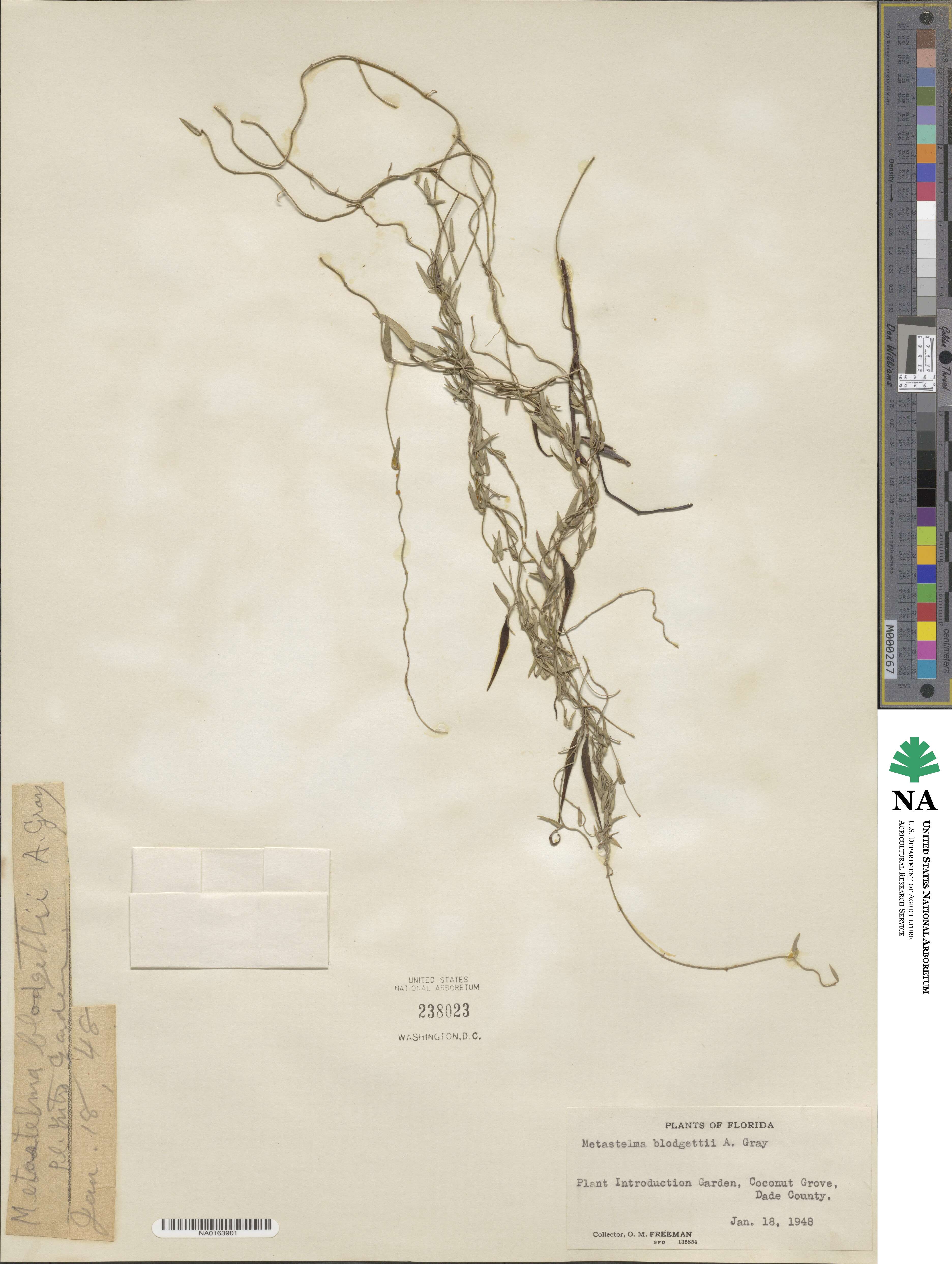 Metastelma blodgettii image