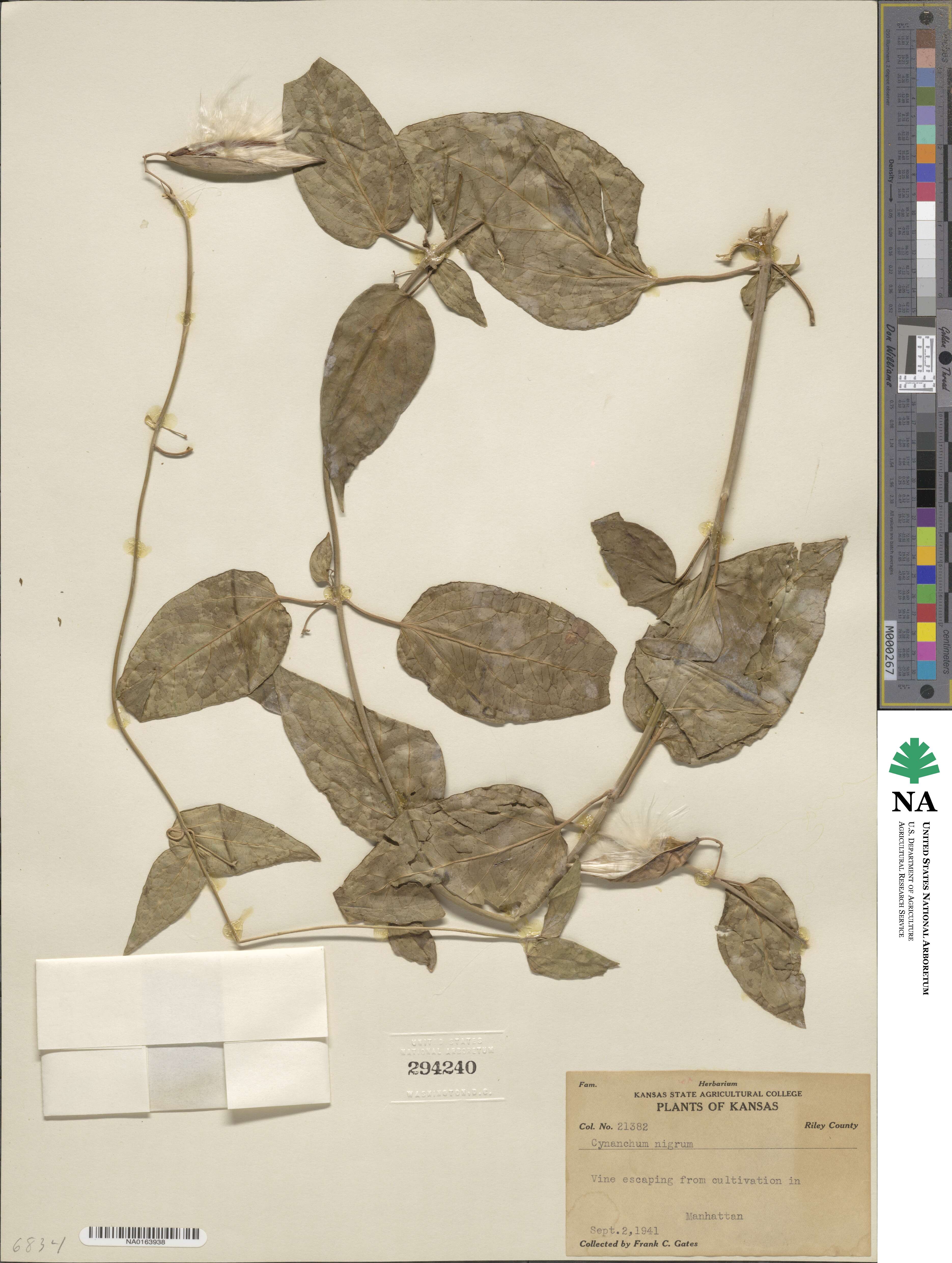 Cynanchum nigrum image
