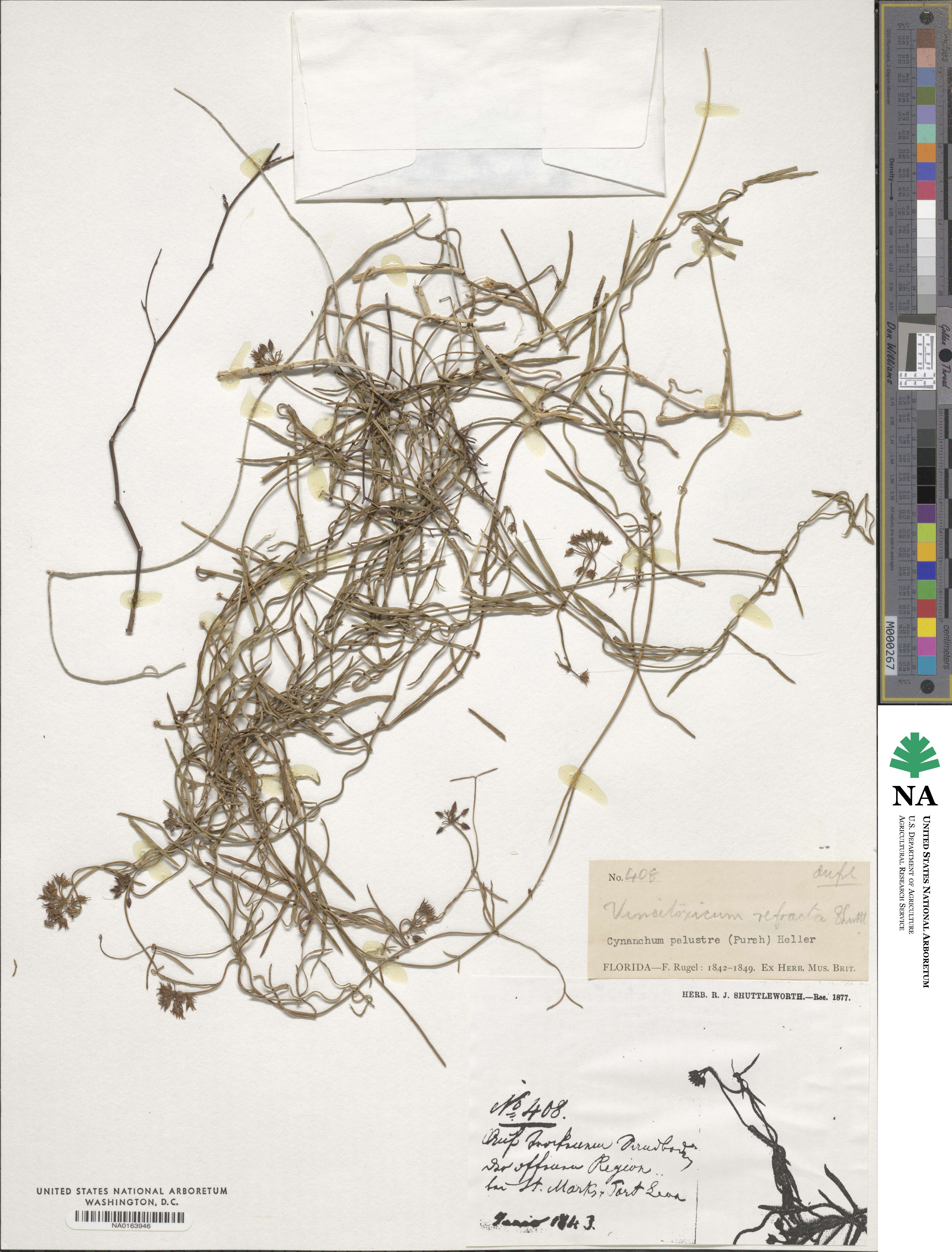 Seutera angustifolia image