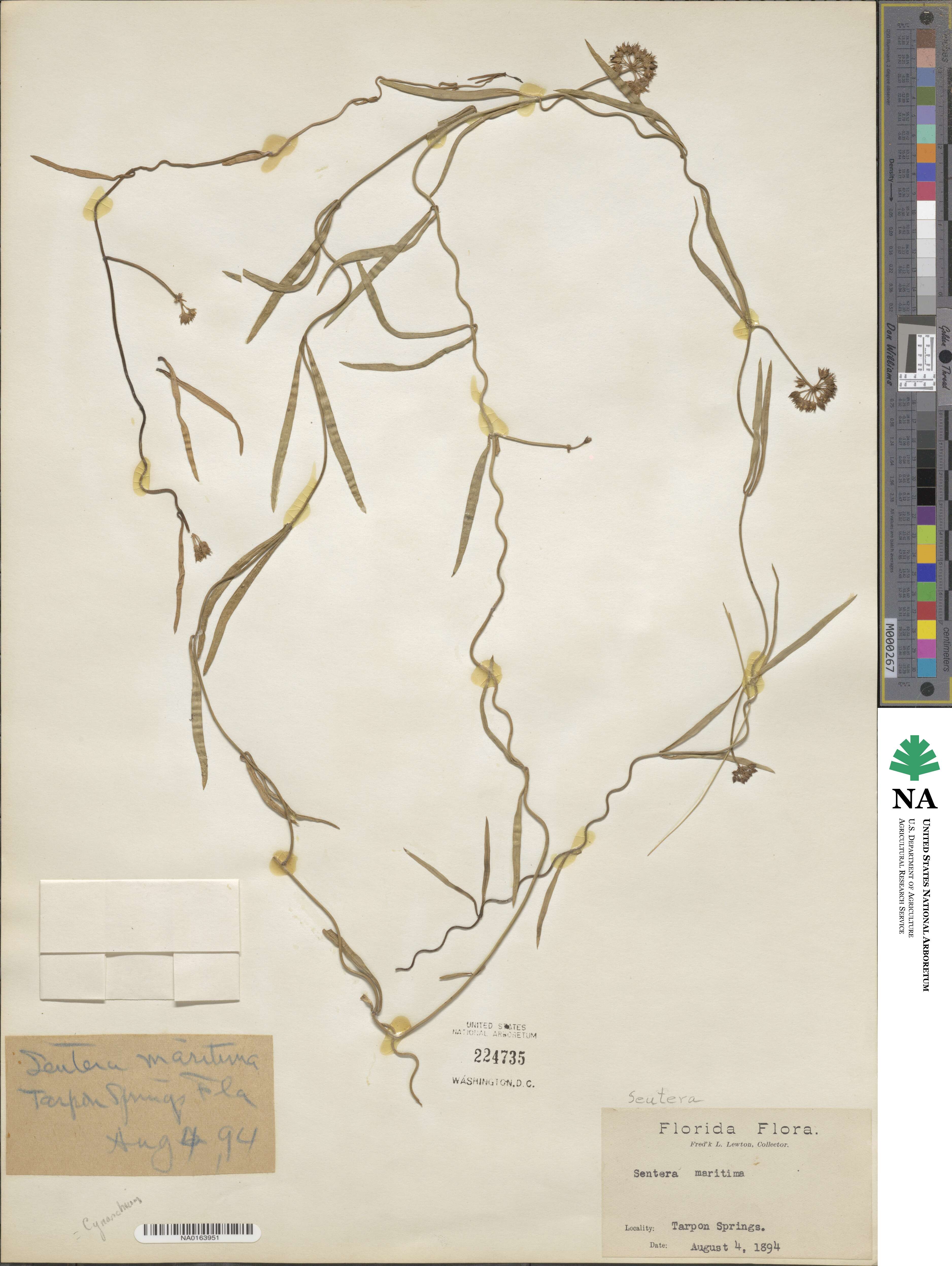 Seutera angustifolia image