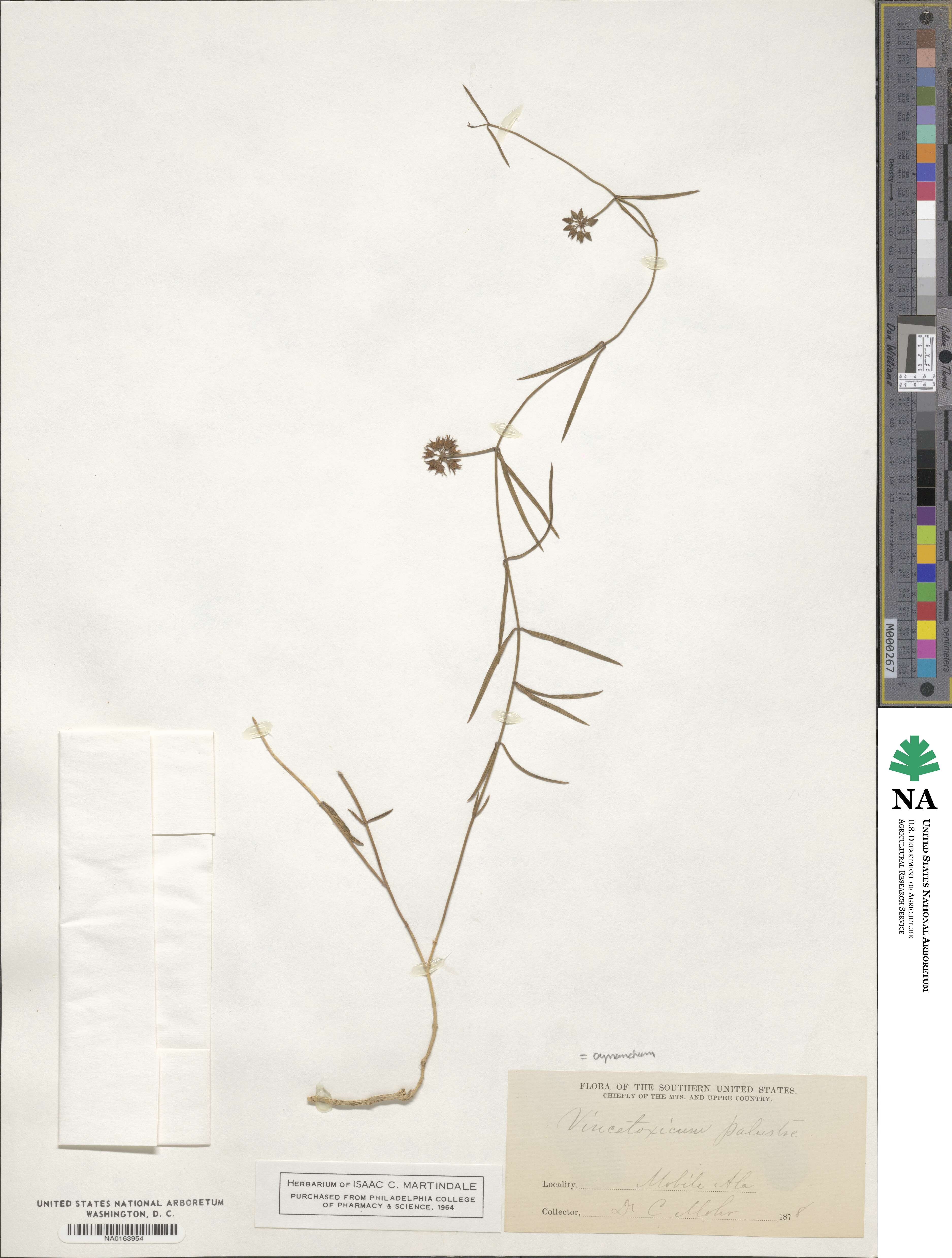 Seutera angustifolia image
