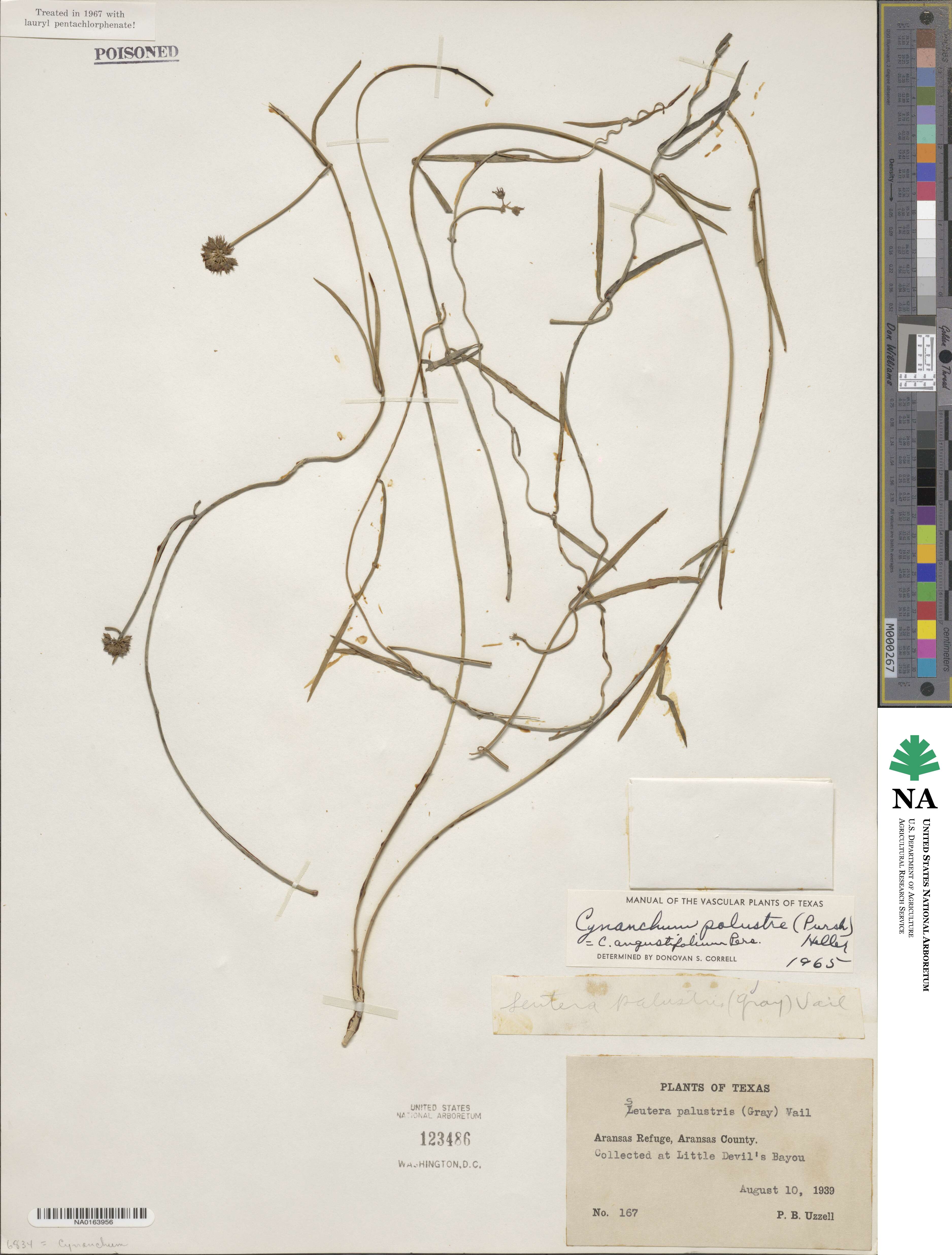 Seutera angustifolia image