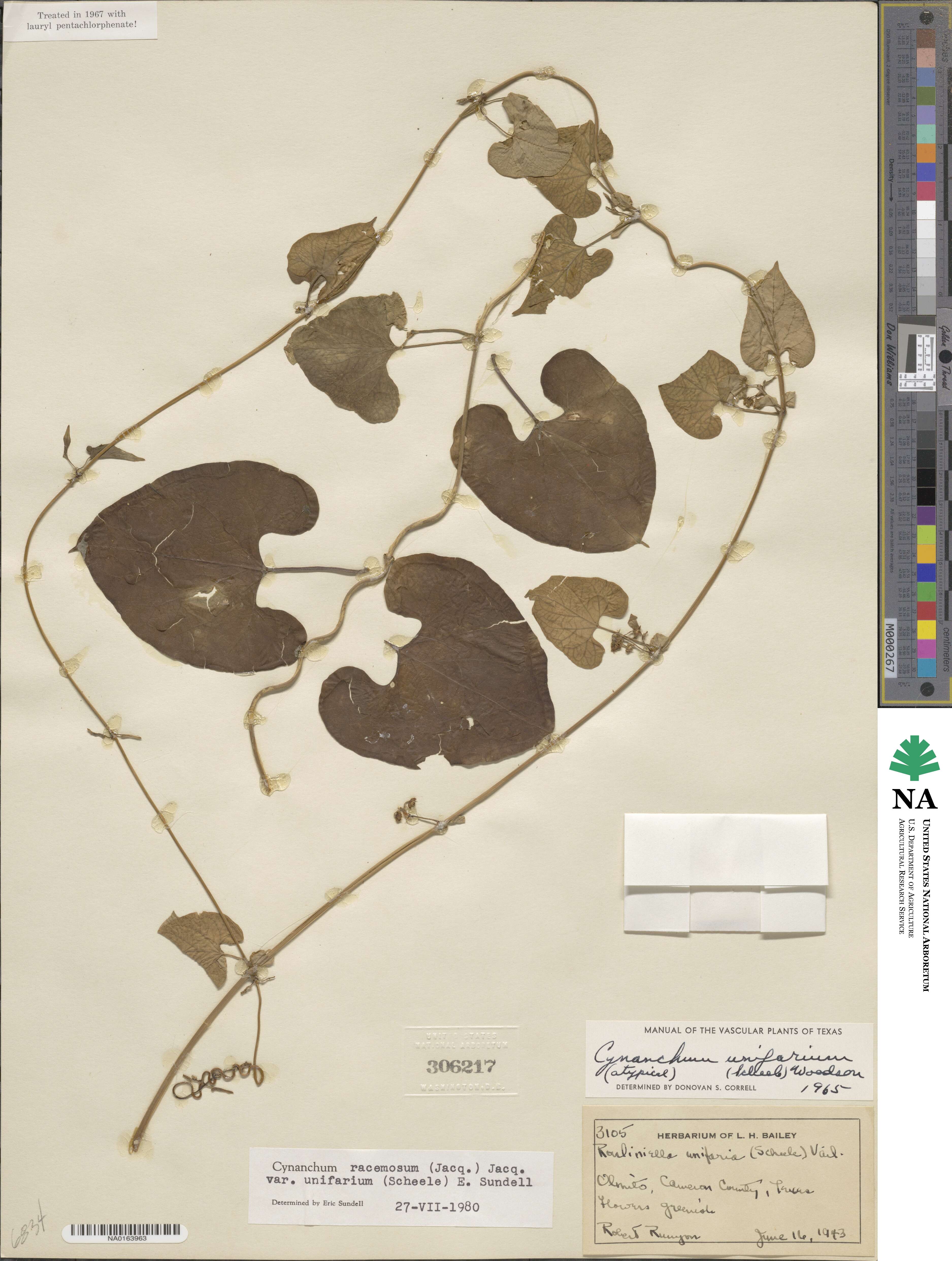 Cynanchum racemosum var. unifarium image