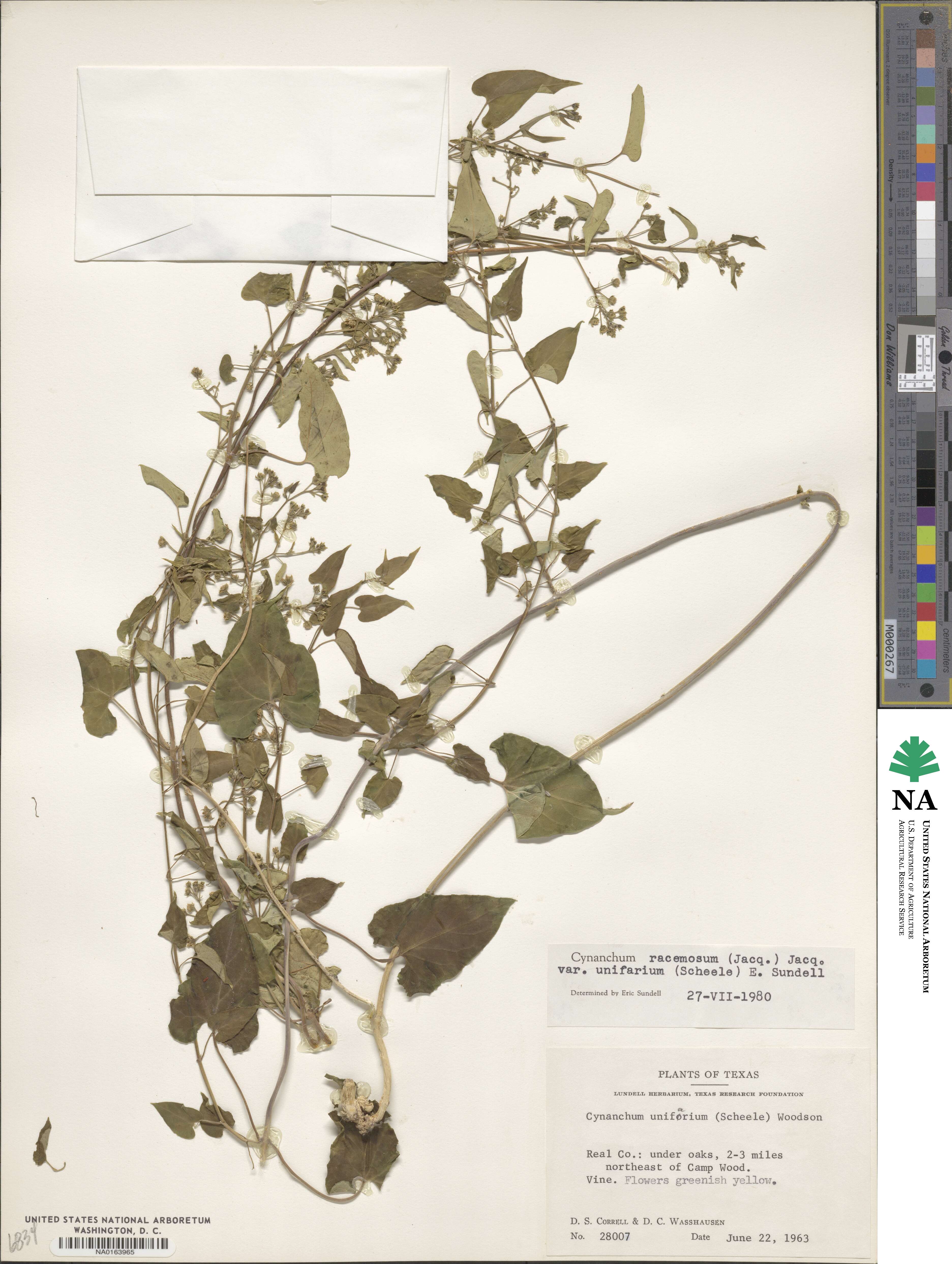 Cynanchum racemosum var. unifarium image