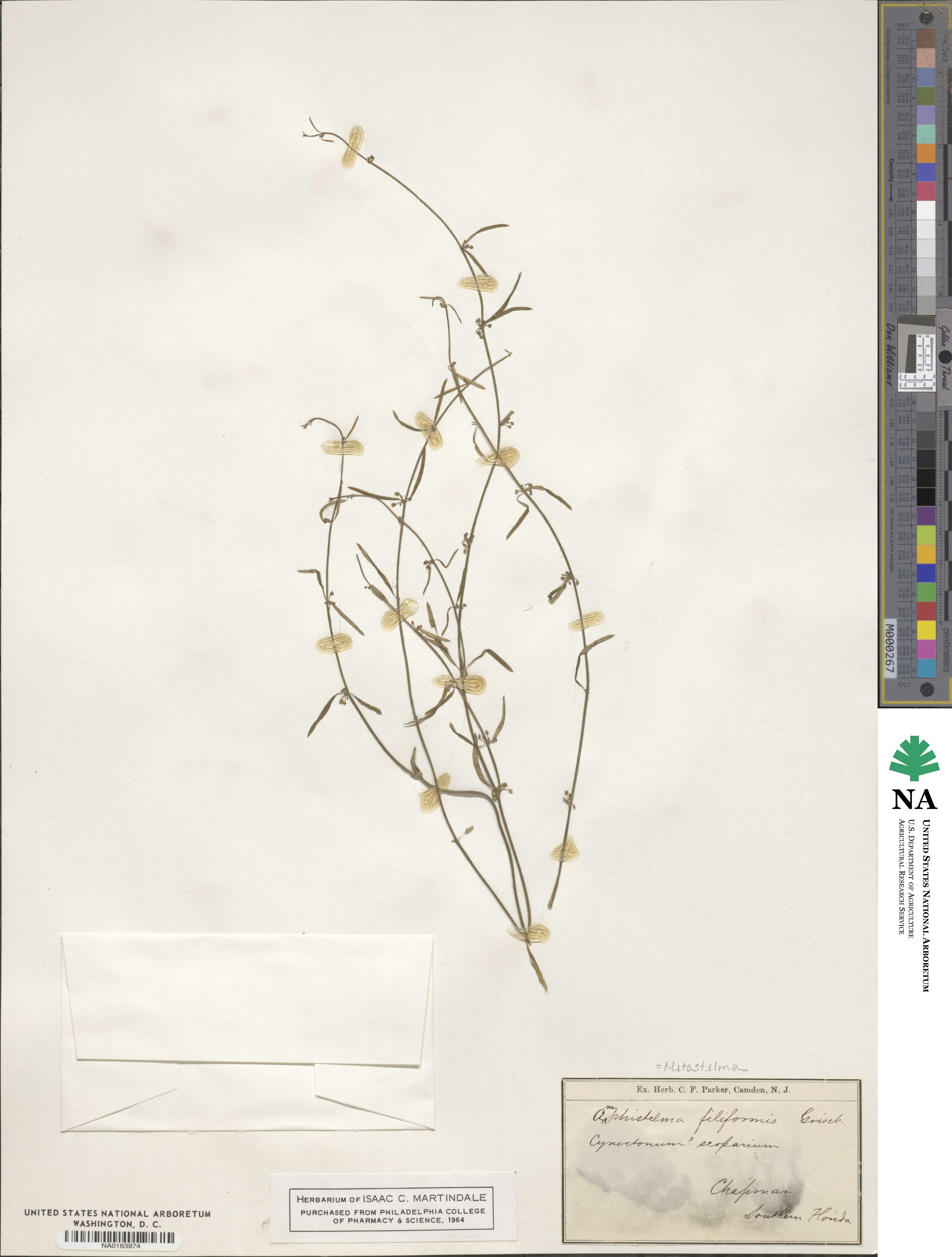 Orthosia scoparia image