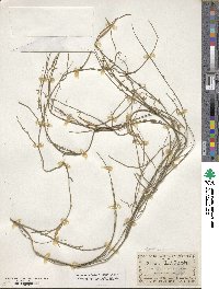 Orthosia scoparia image