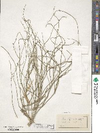 Orthosia scoparia image