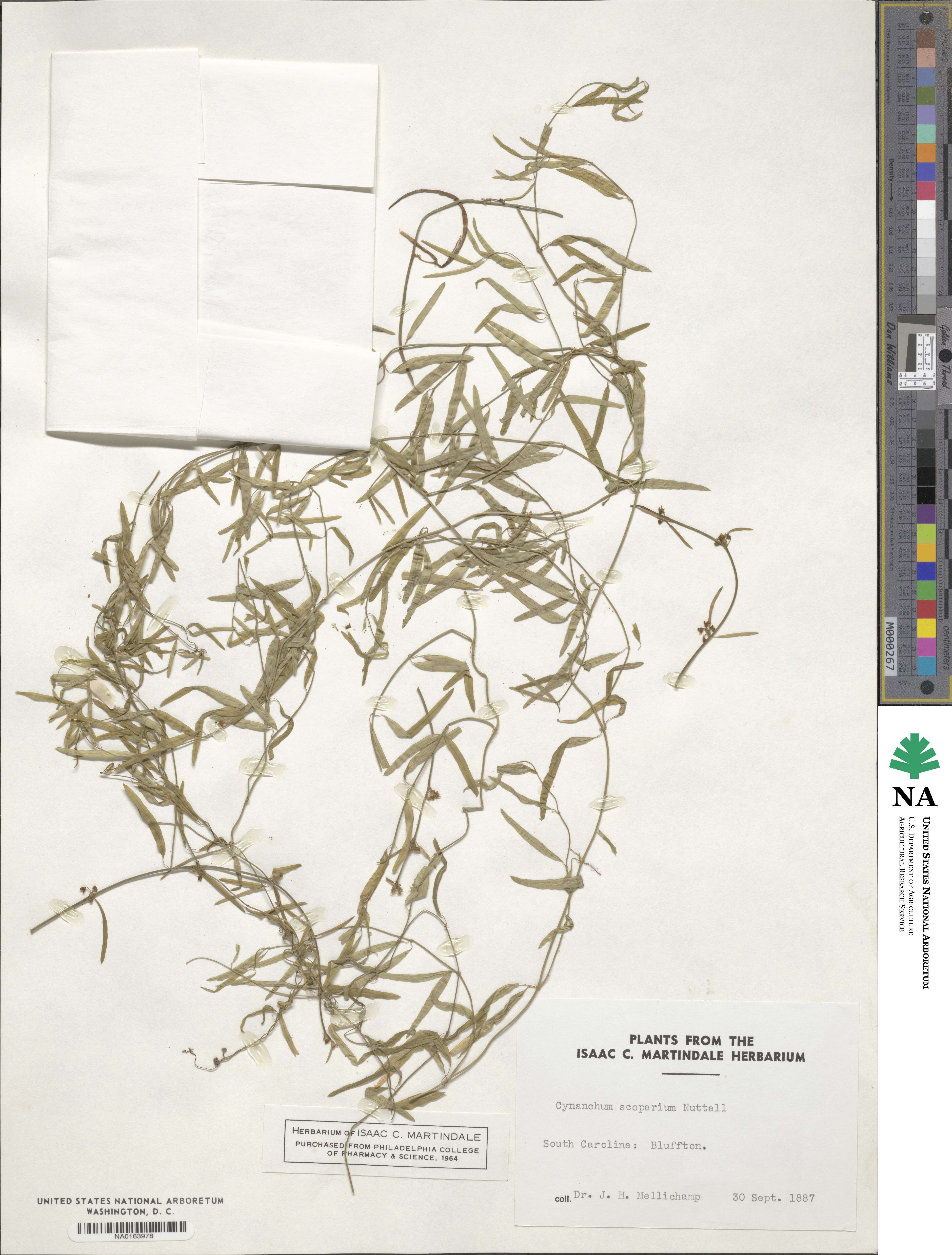 Orthosia scoparia image