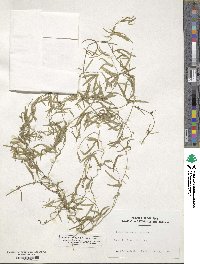 Orthosia scoparia image
