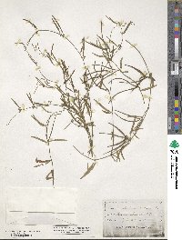 Orthosia scoparia image