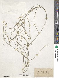 Orthosia scoparia image