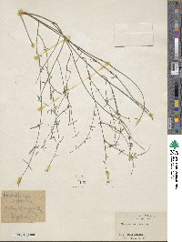 Orthosia scoparia image