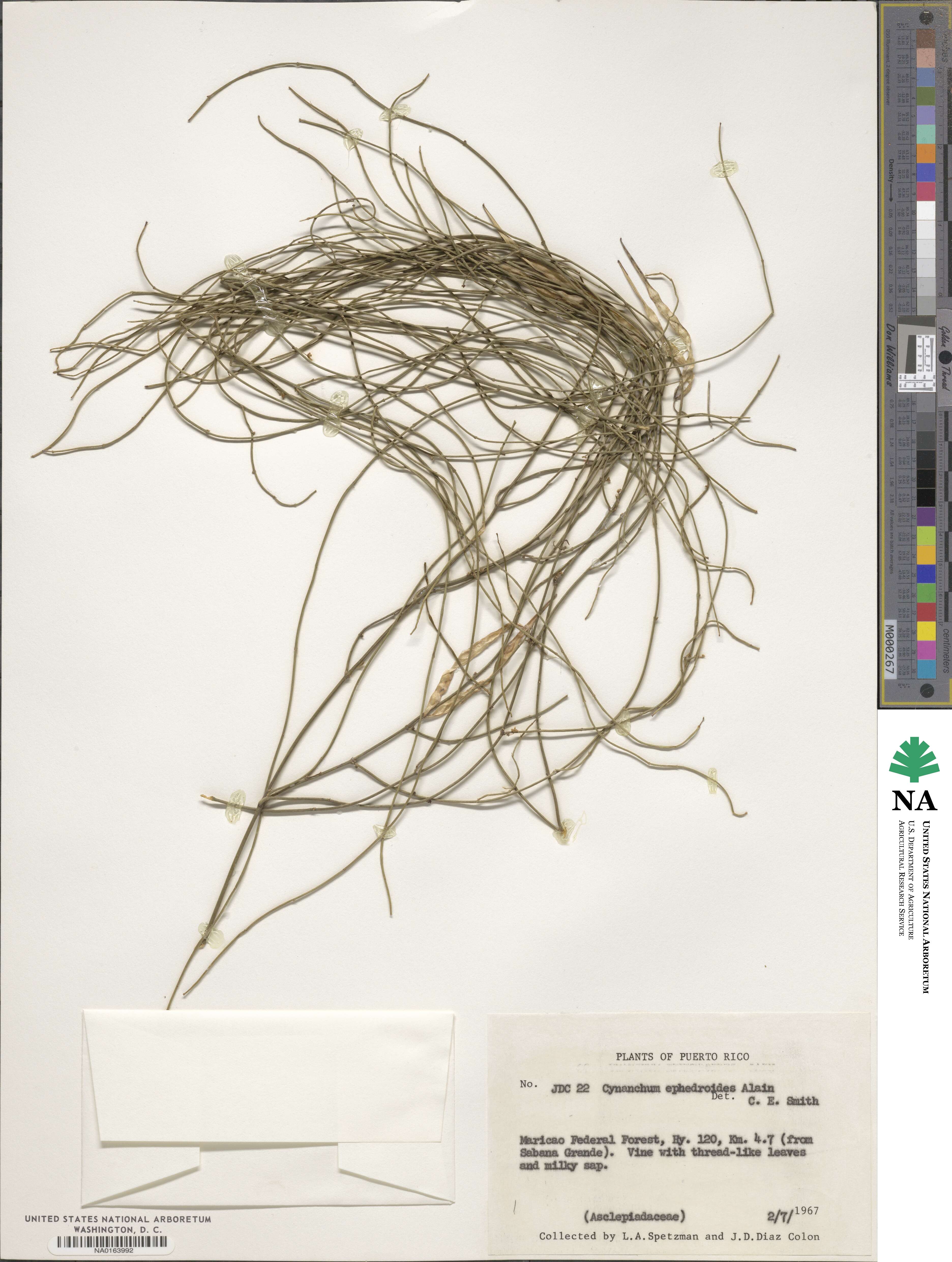 Metastelma leptocladon image