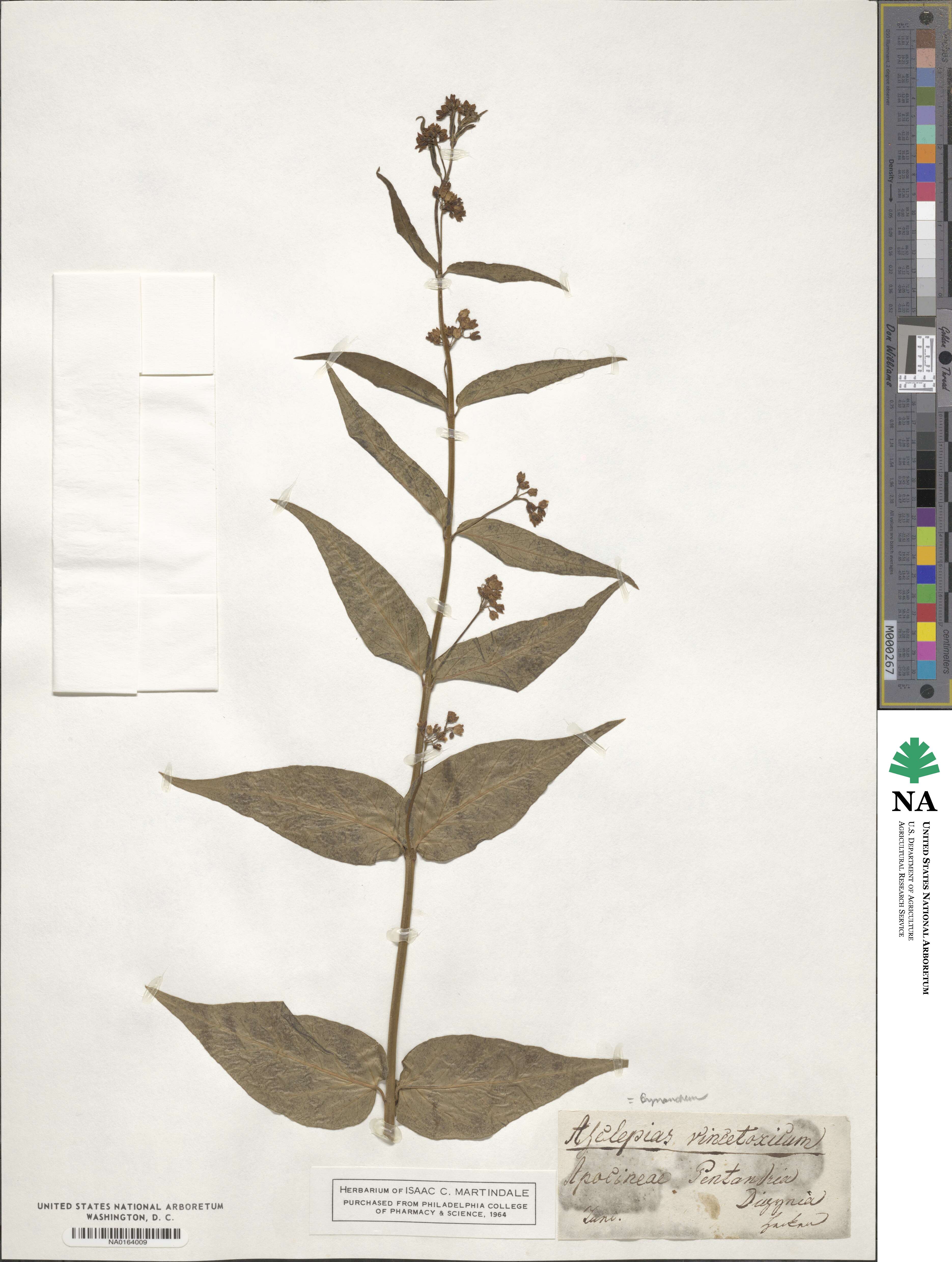 Vincetoxicum hirundinaria image