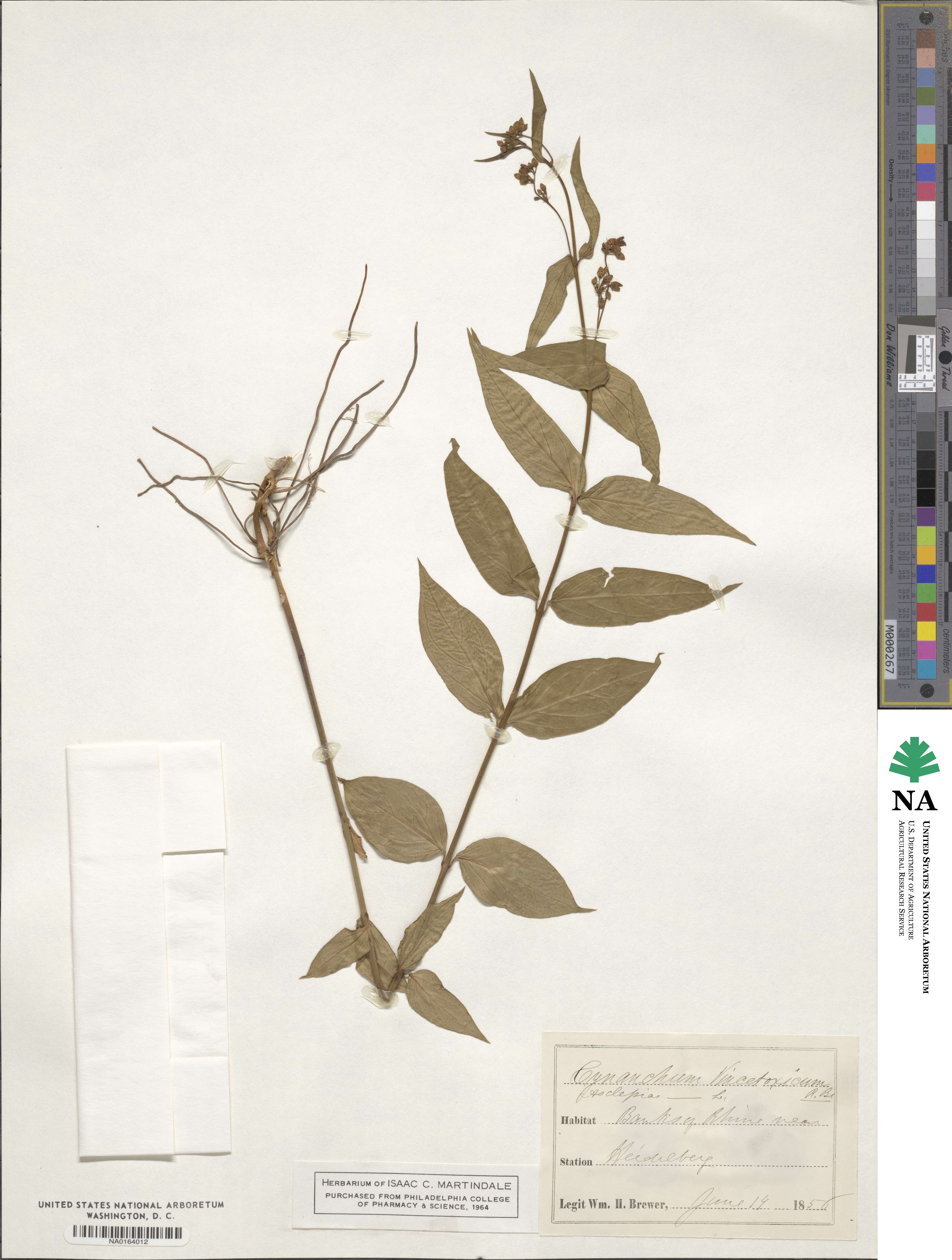Vincetoxicum hirundinaria subsp. hirundinaria image