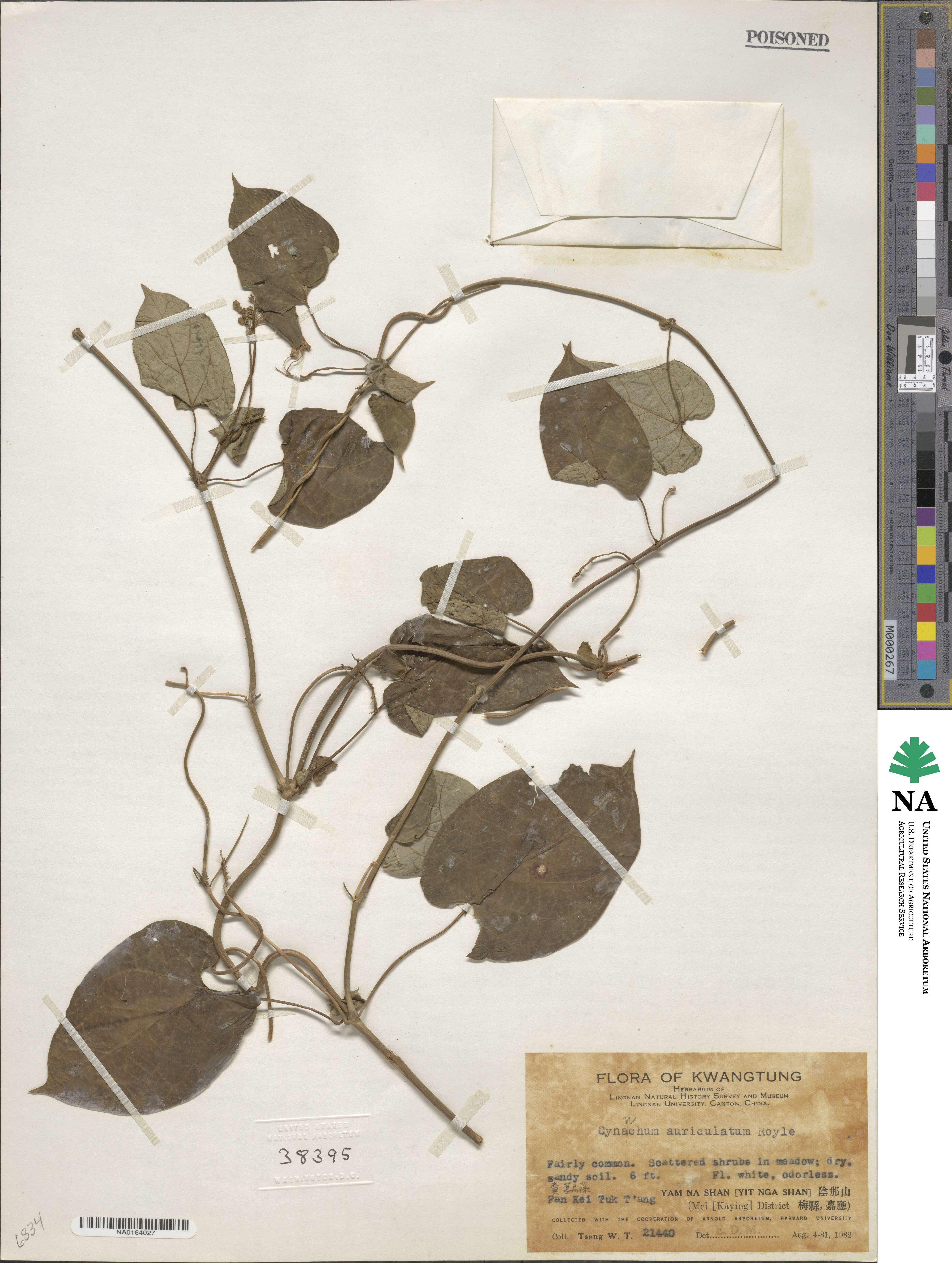 Cynanchum auriculatum image