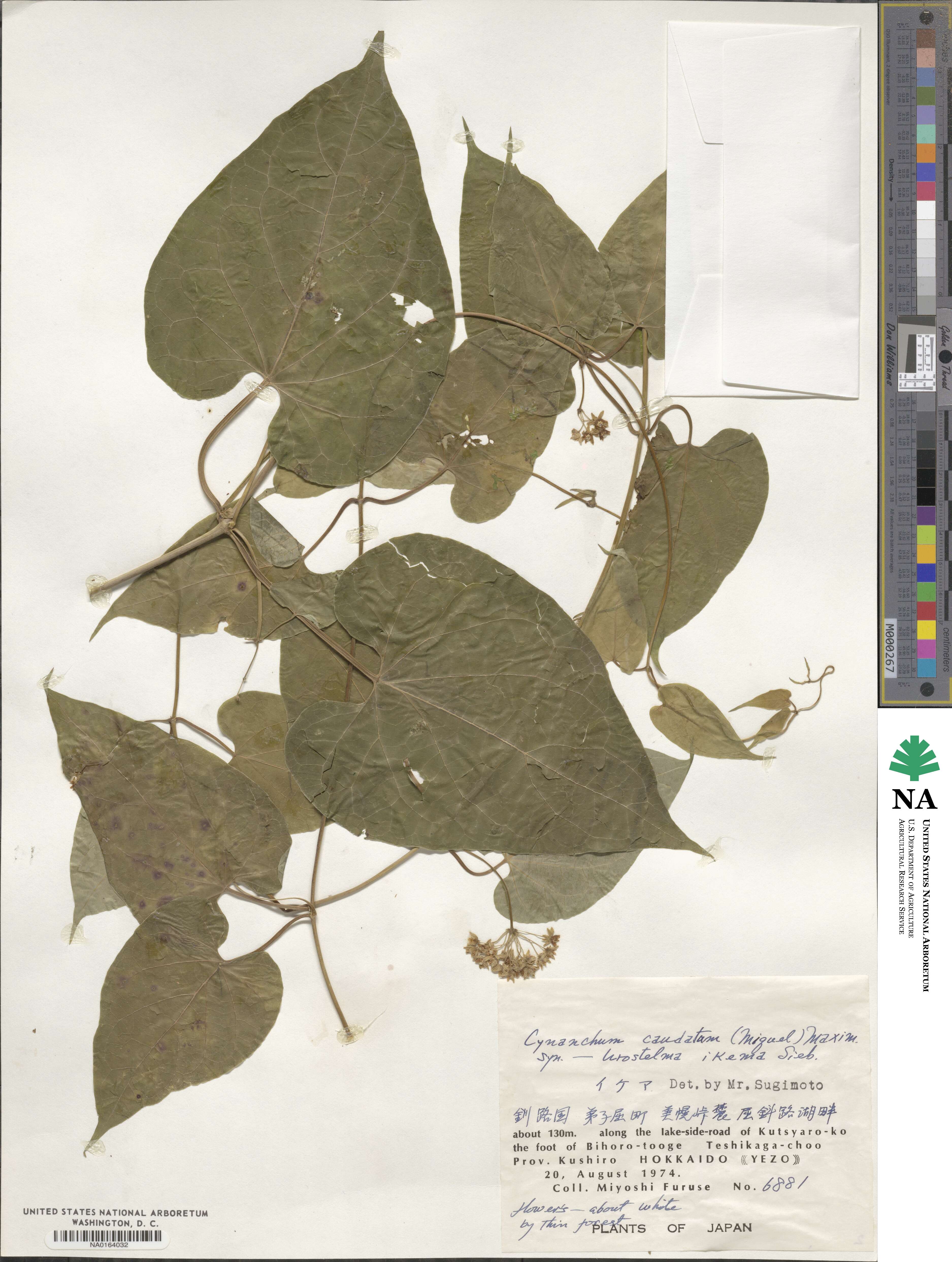Cynanchum caudatum image