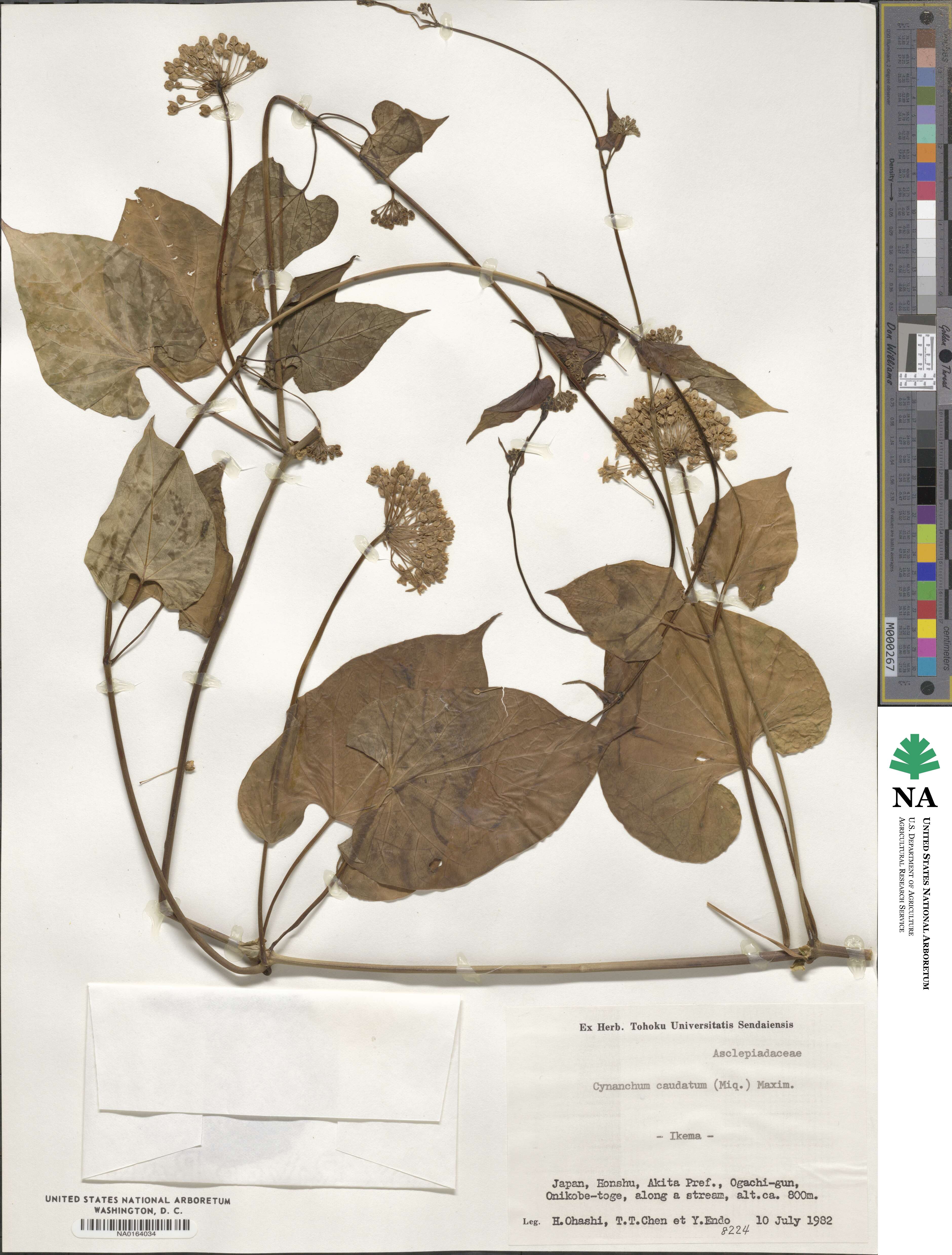 Cynanchum caudatum image