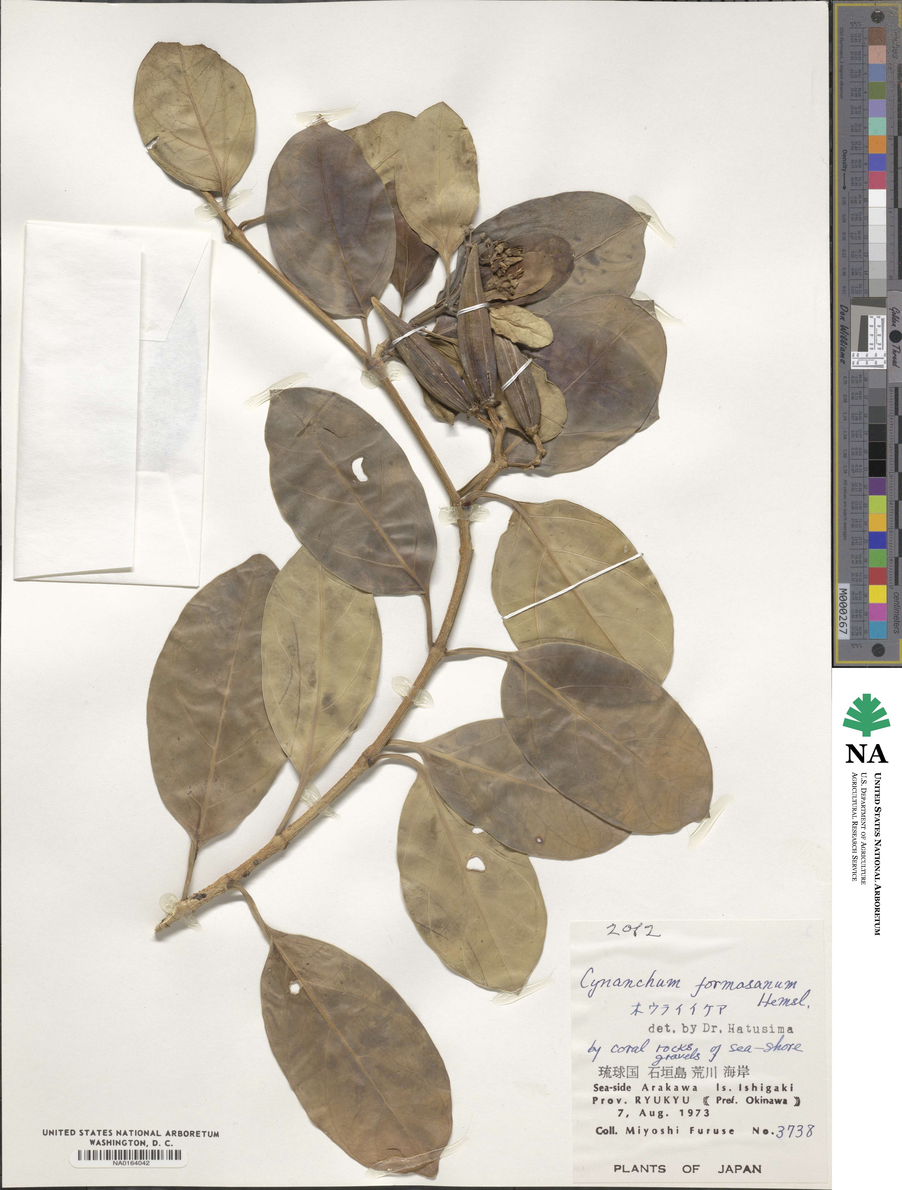 Vincetoxicum formosanum image