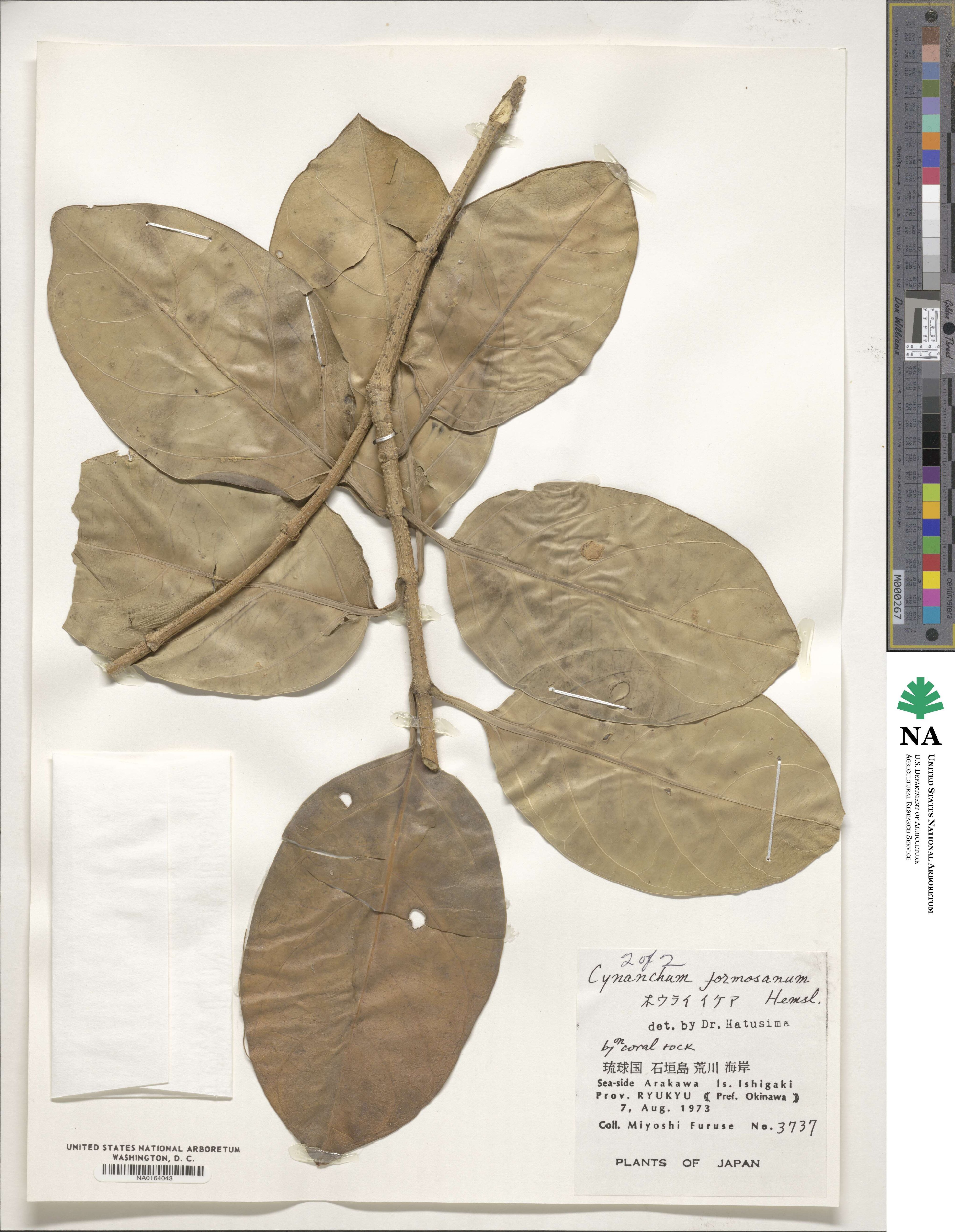 Vincetoxicum formosanum image