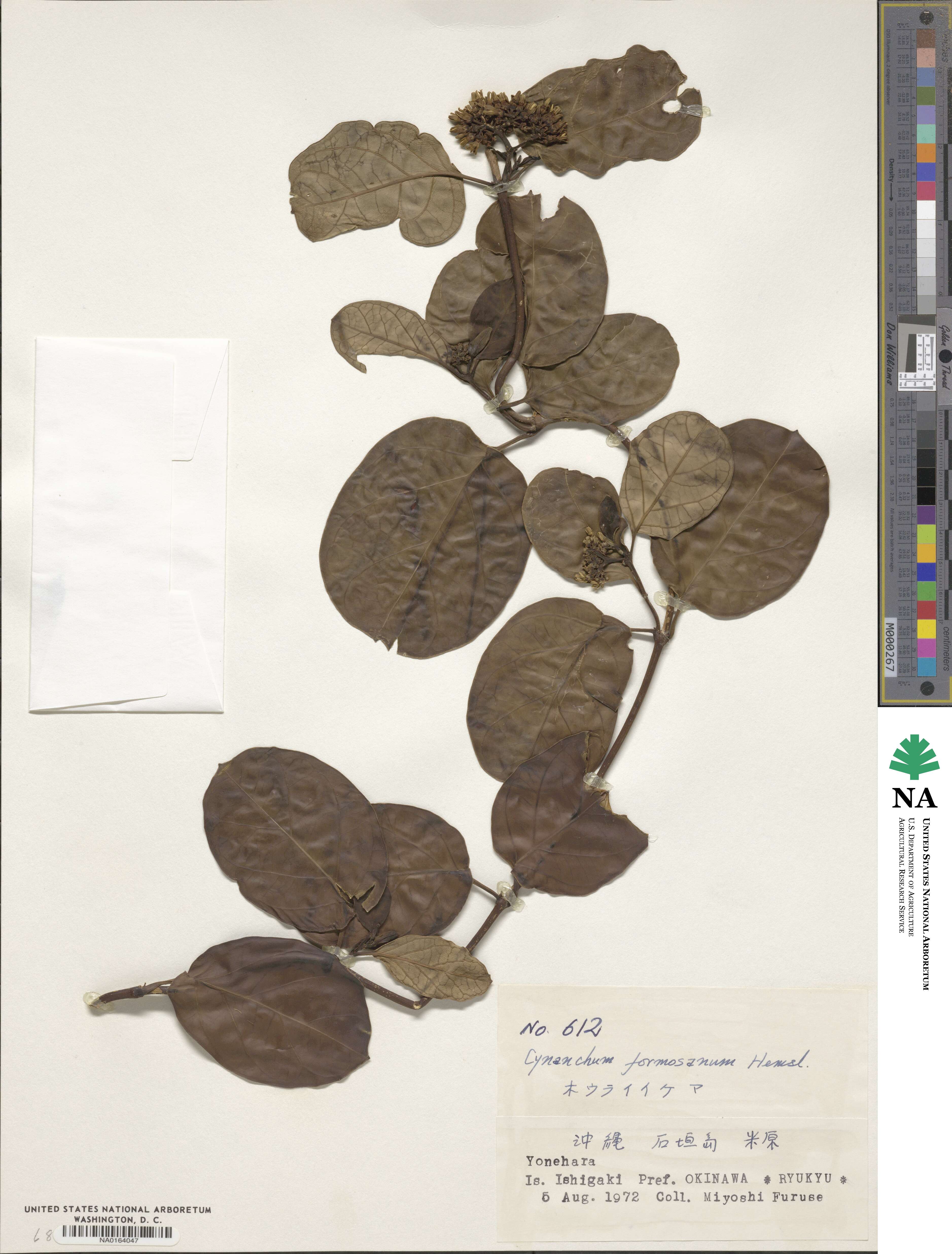 Vincetoxicum formosanum image