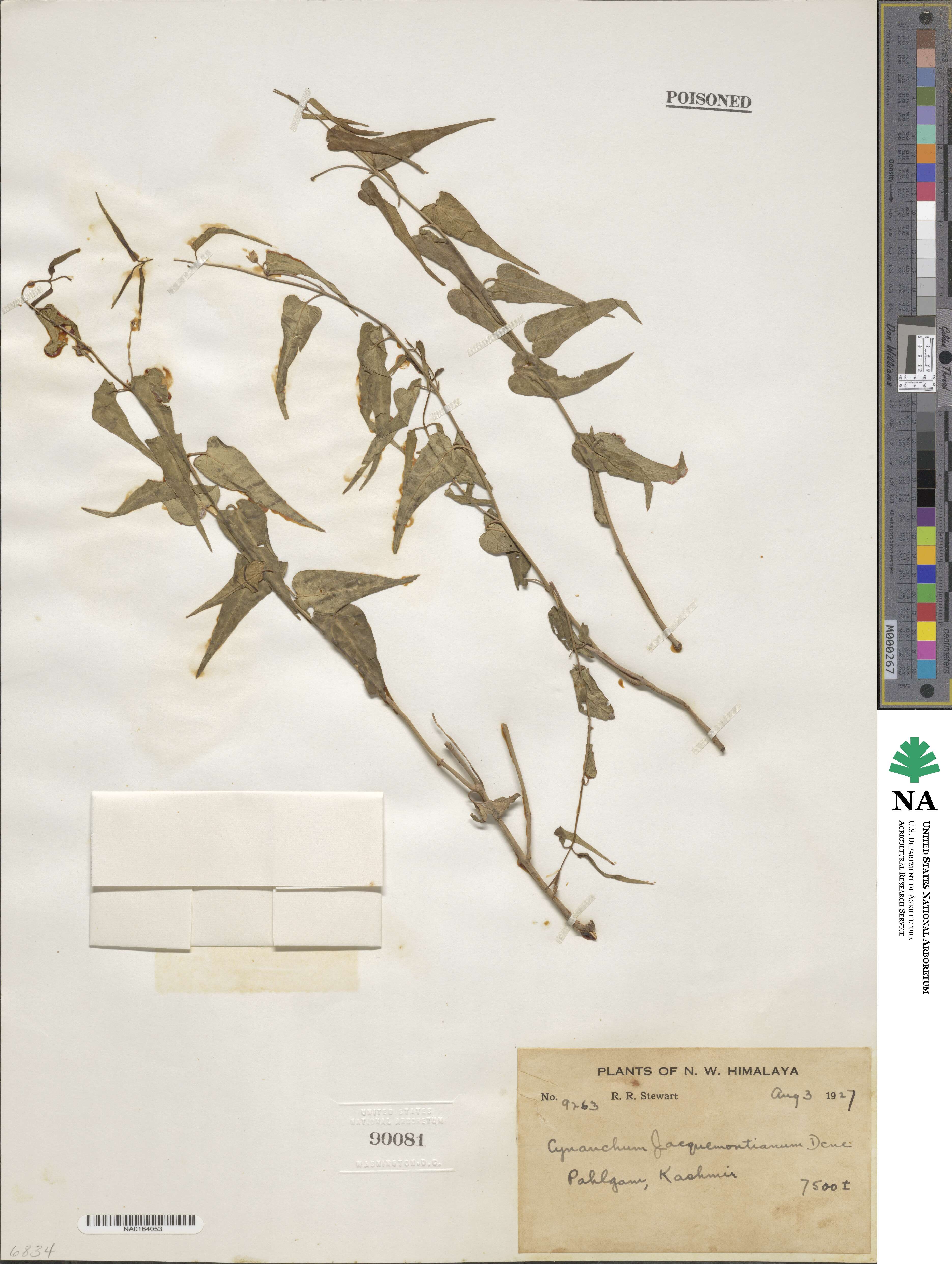 Vincetoxicum jacquemontianum image