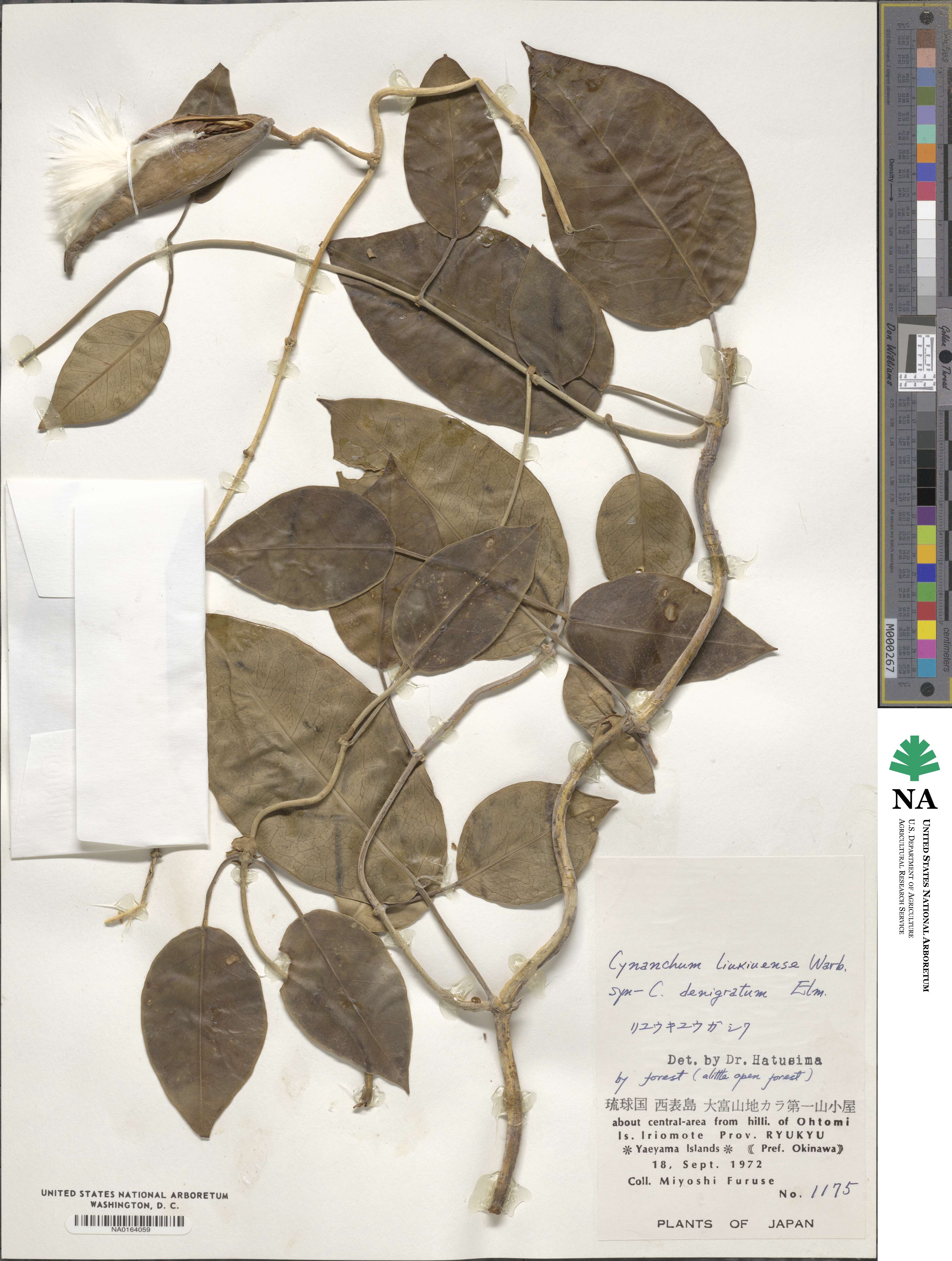Cynanchum liukiuense image