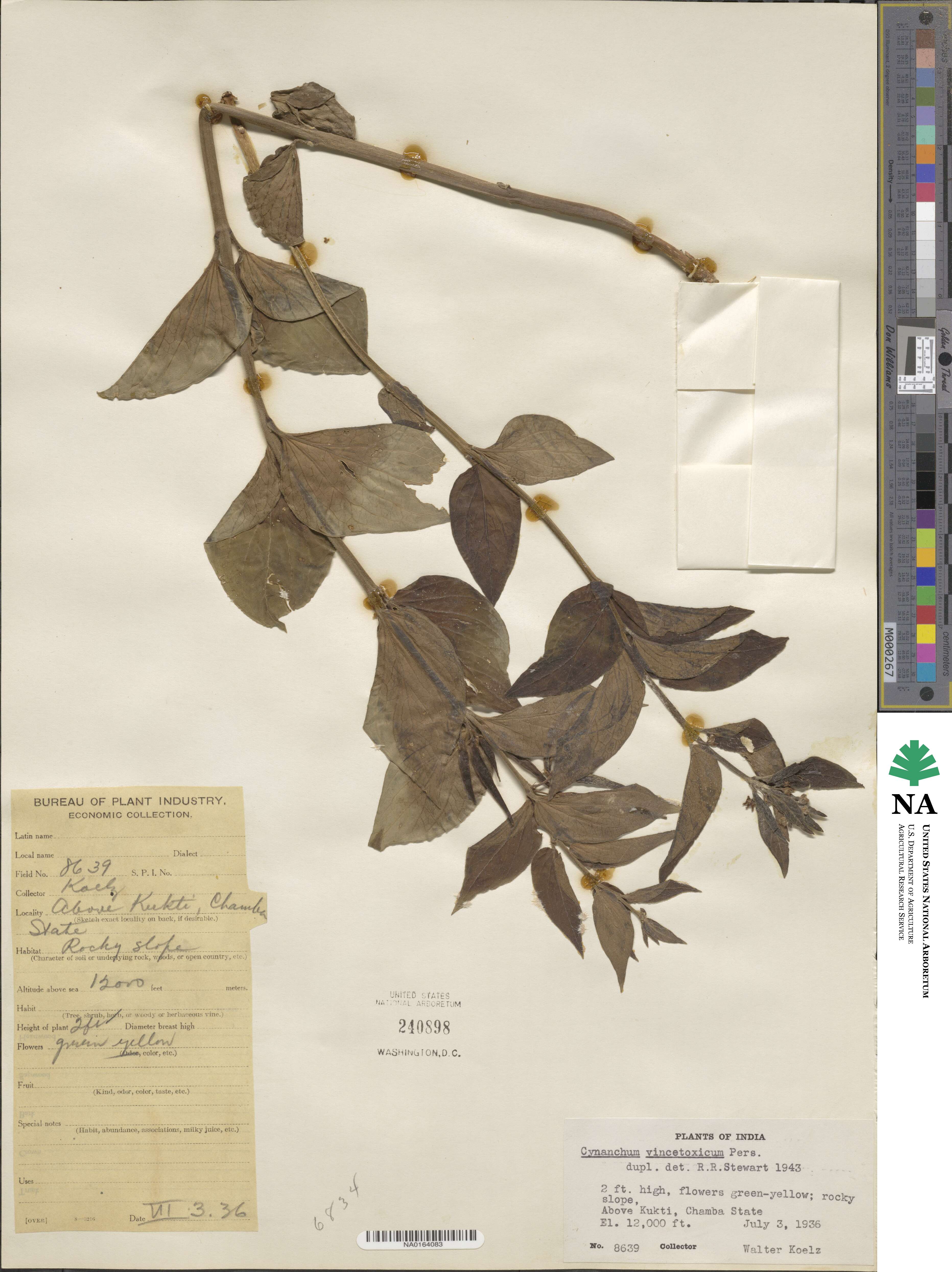 Vincetoxicum hirundinaria subsp. hirundinaria image