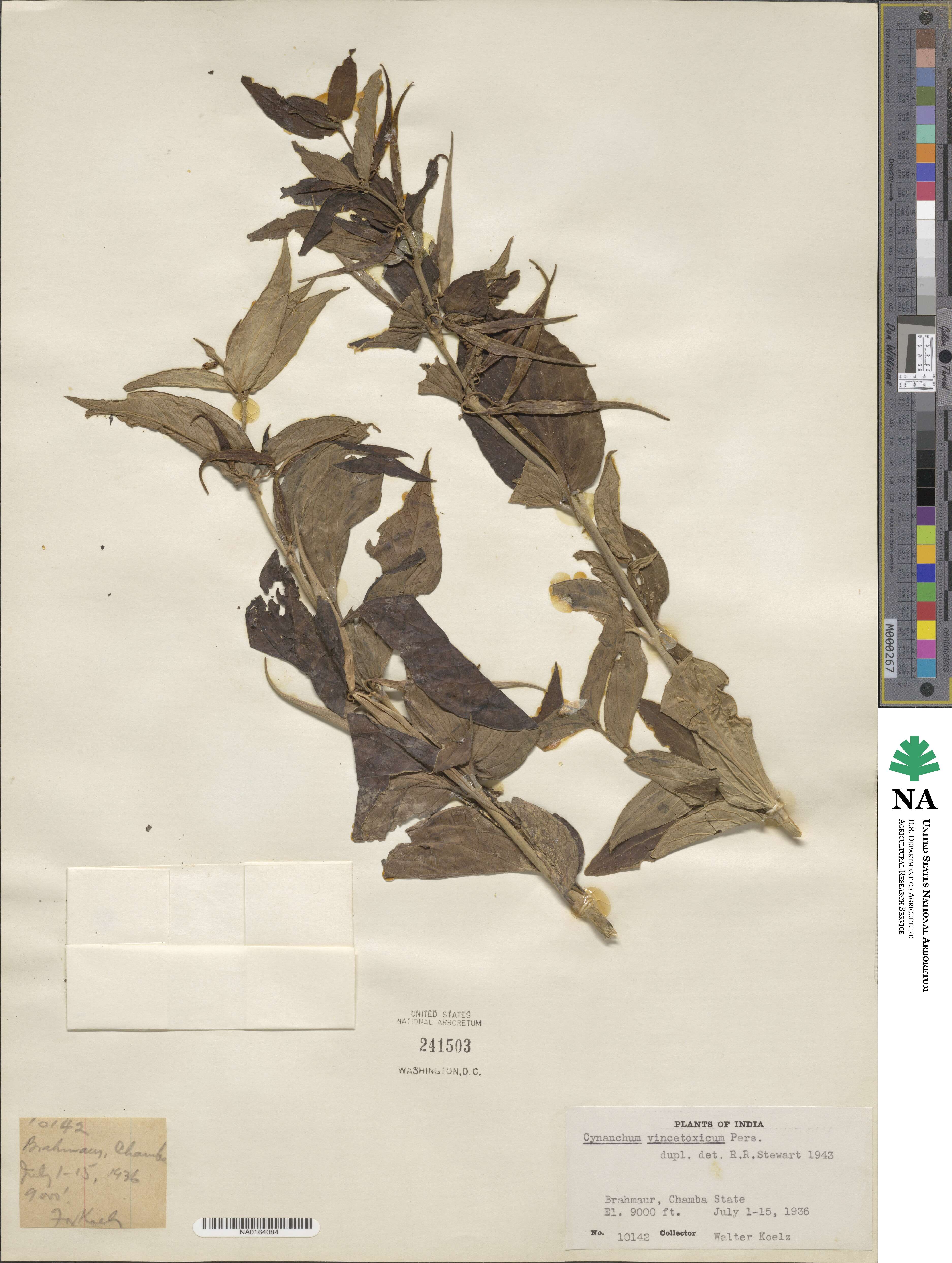 Vincetoxicum hirundinaria subsp. hirundinaria image