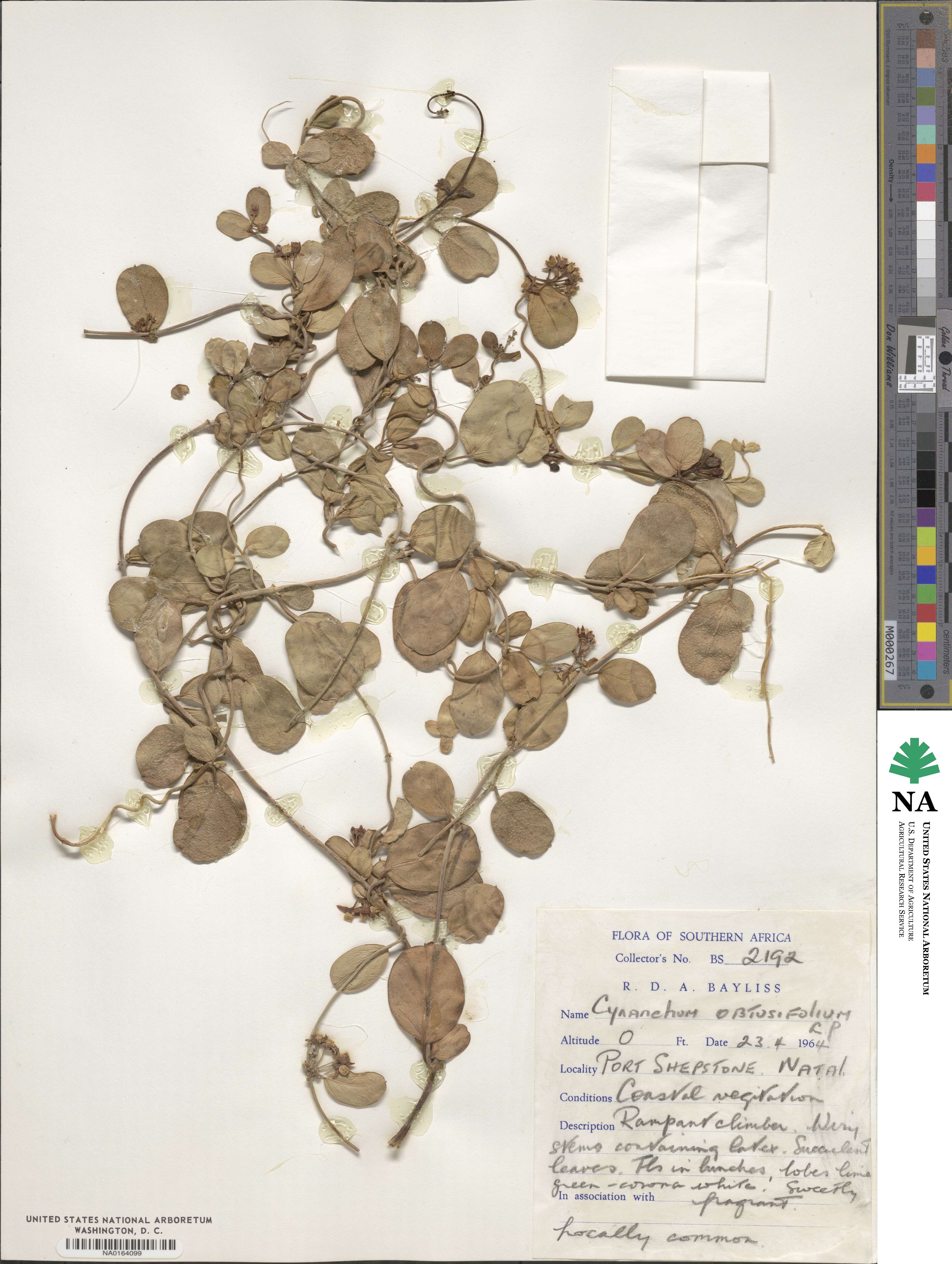 Cynanchum obtusifolium image