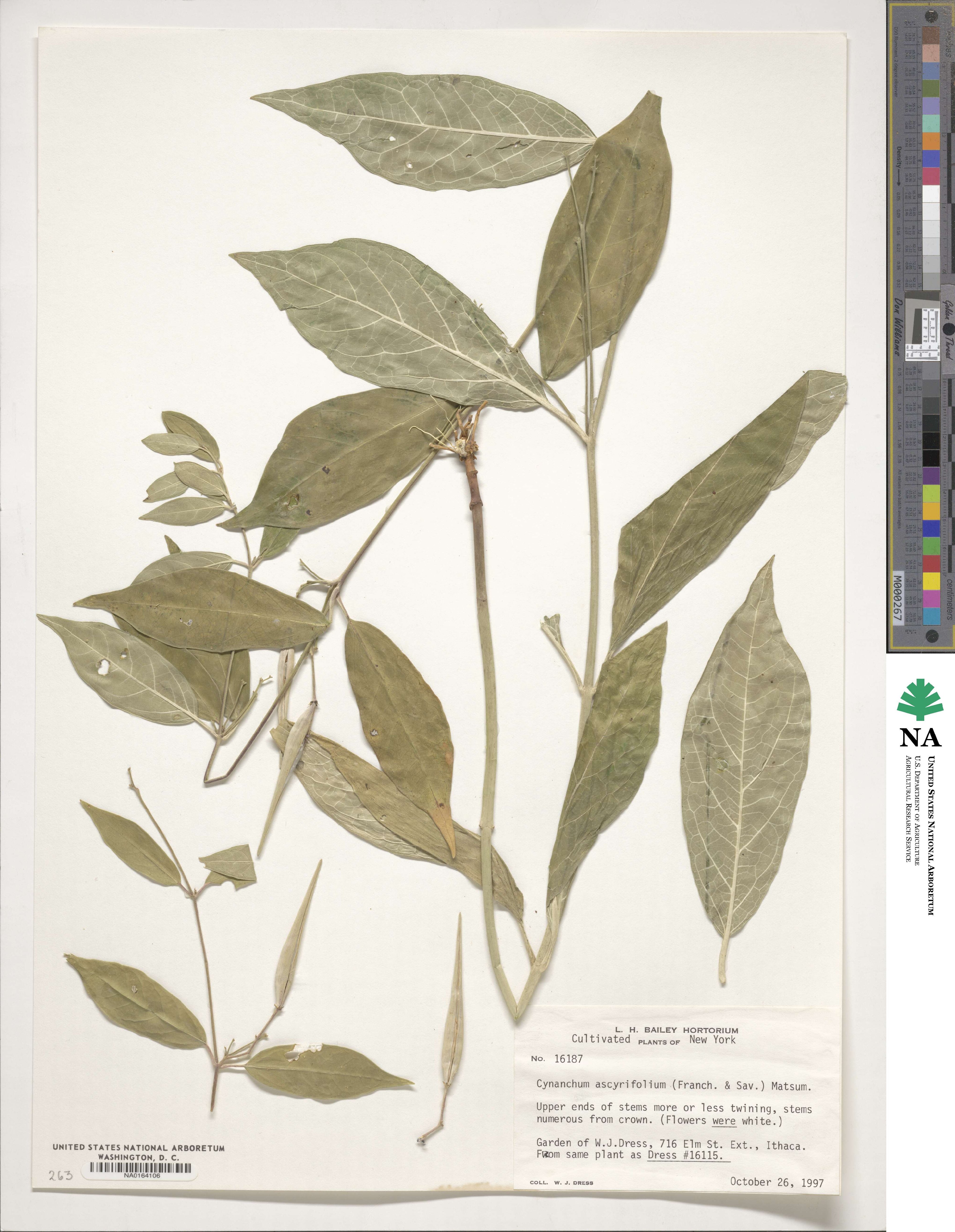 Cynanchum ascyrifolium image