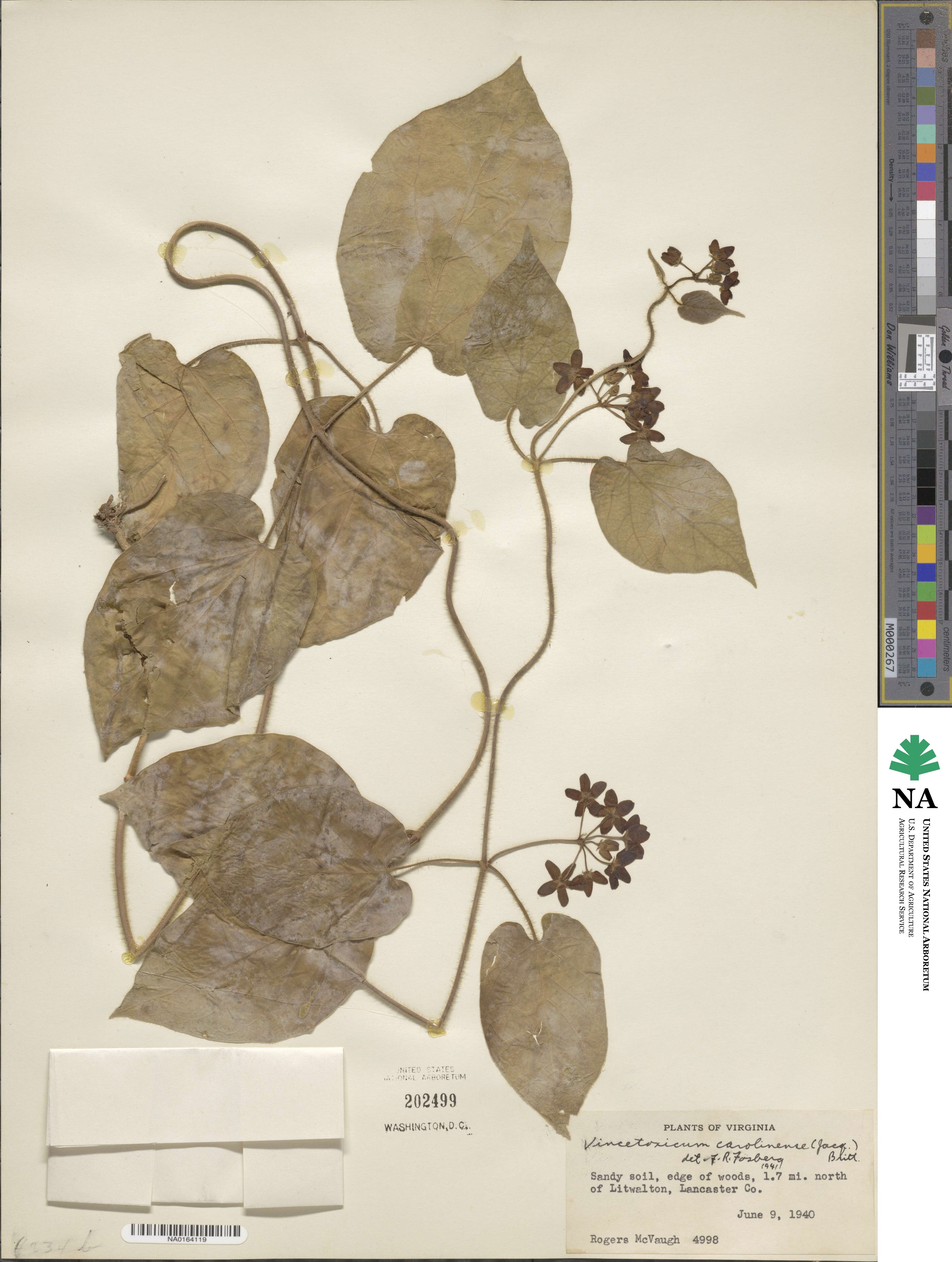 Vincetoxicum carolinense image