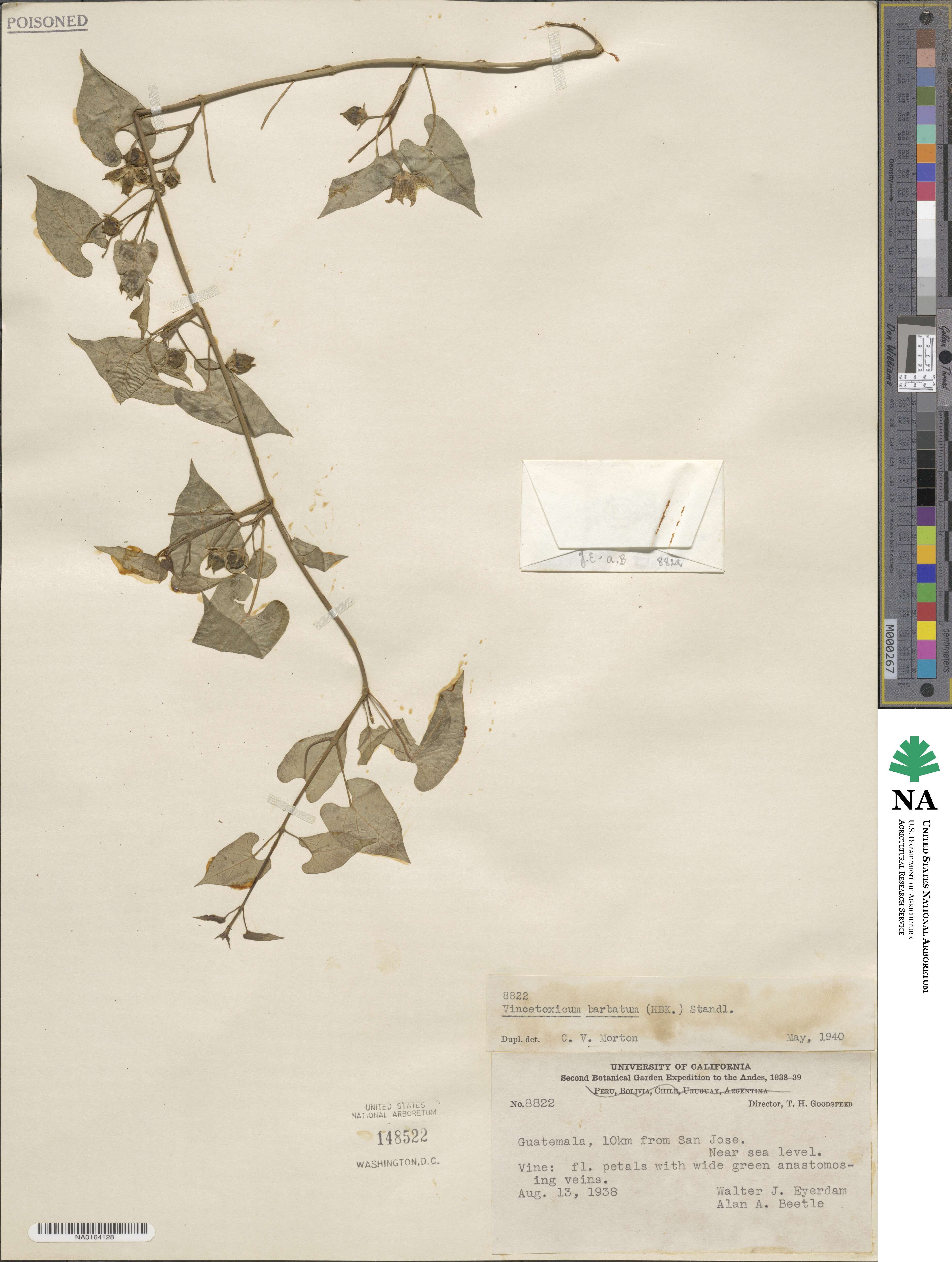 Vincetoxicum barbatum image