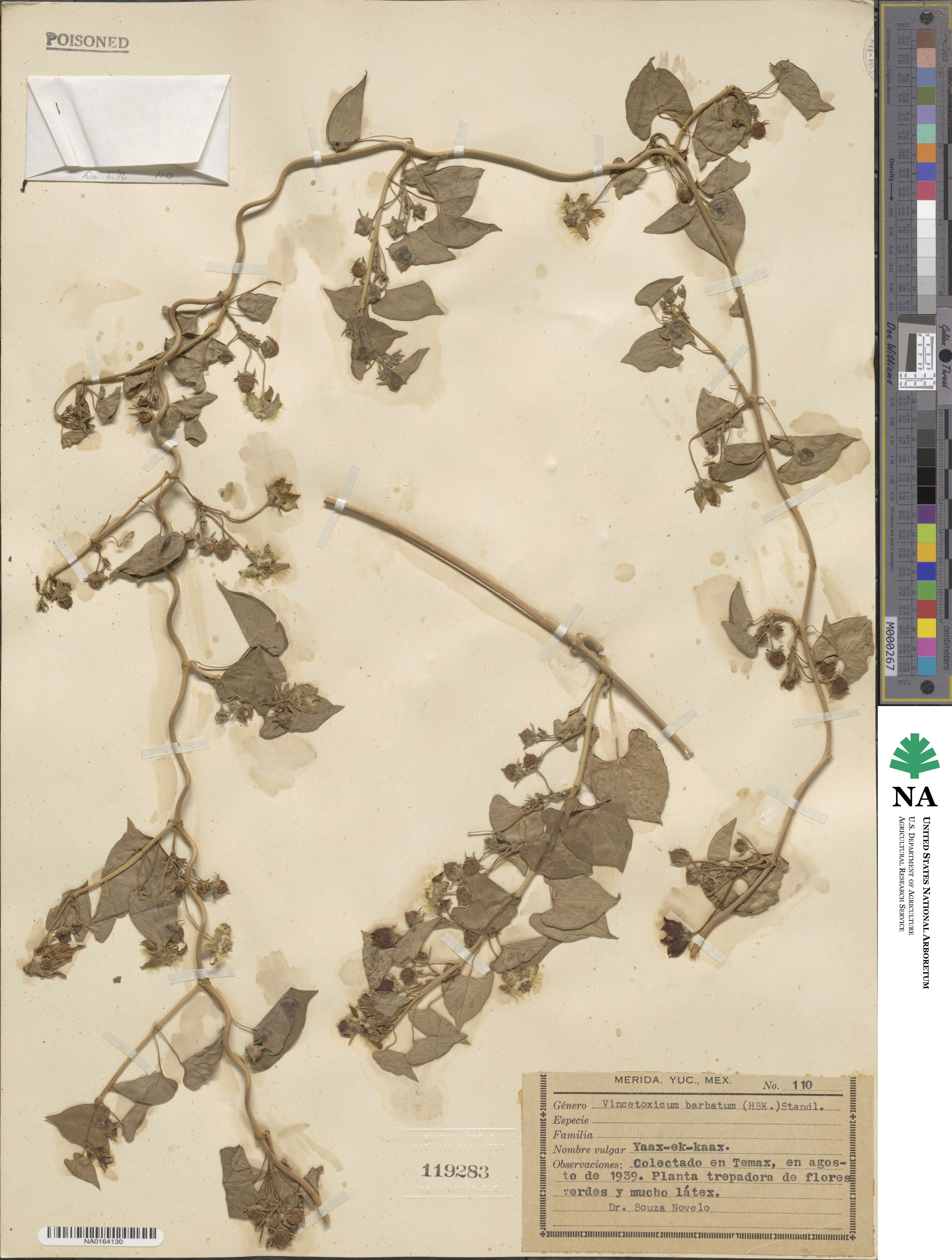 Vincetoxicum barbatum image