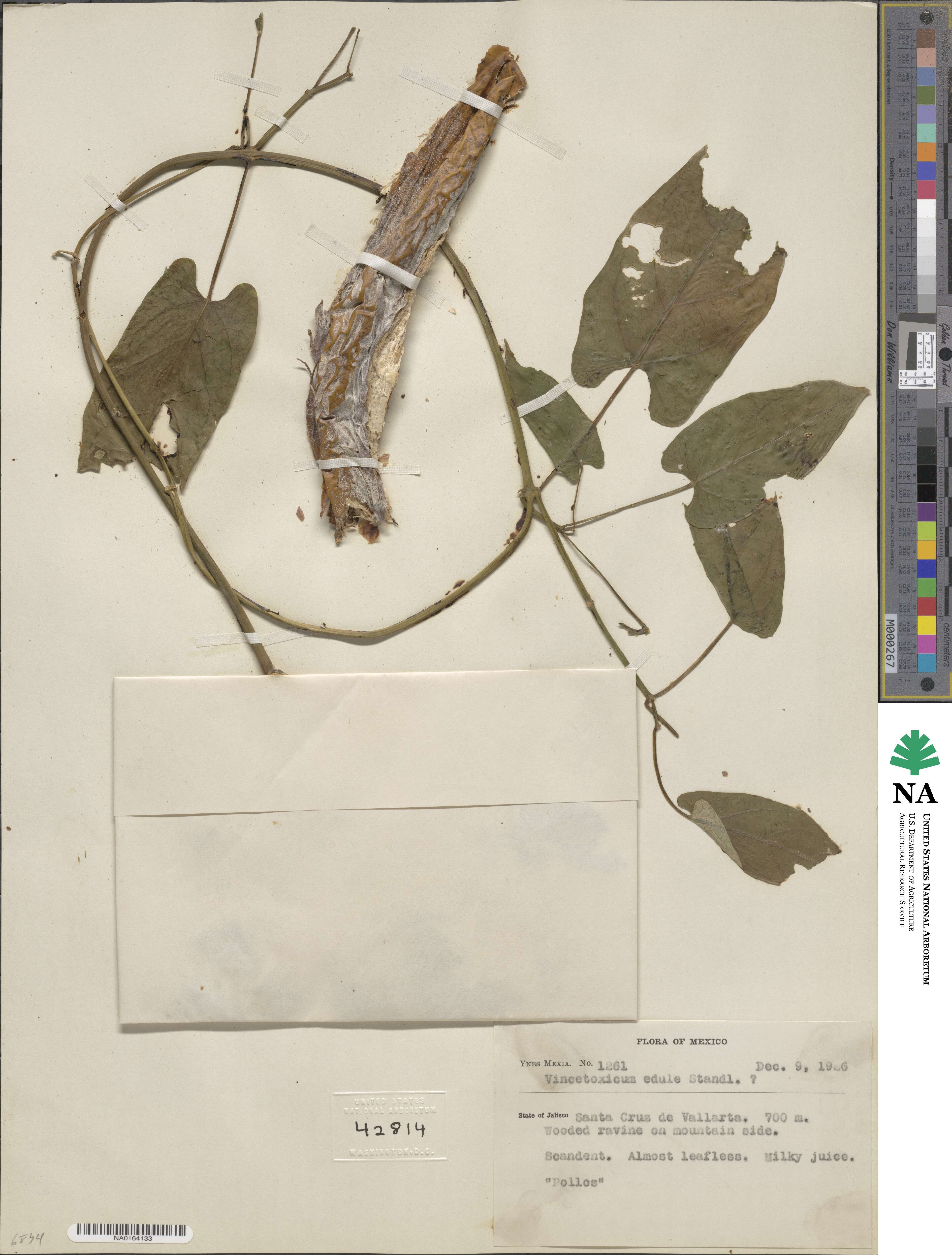 Gonolobus edulis image