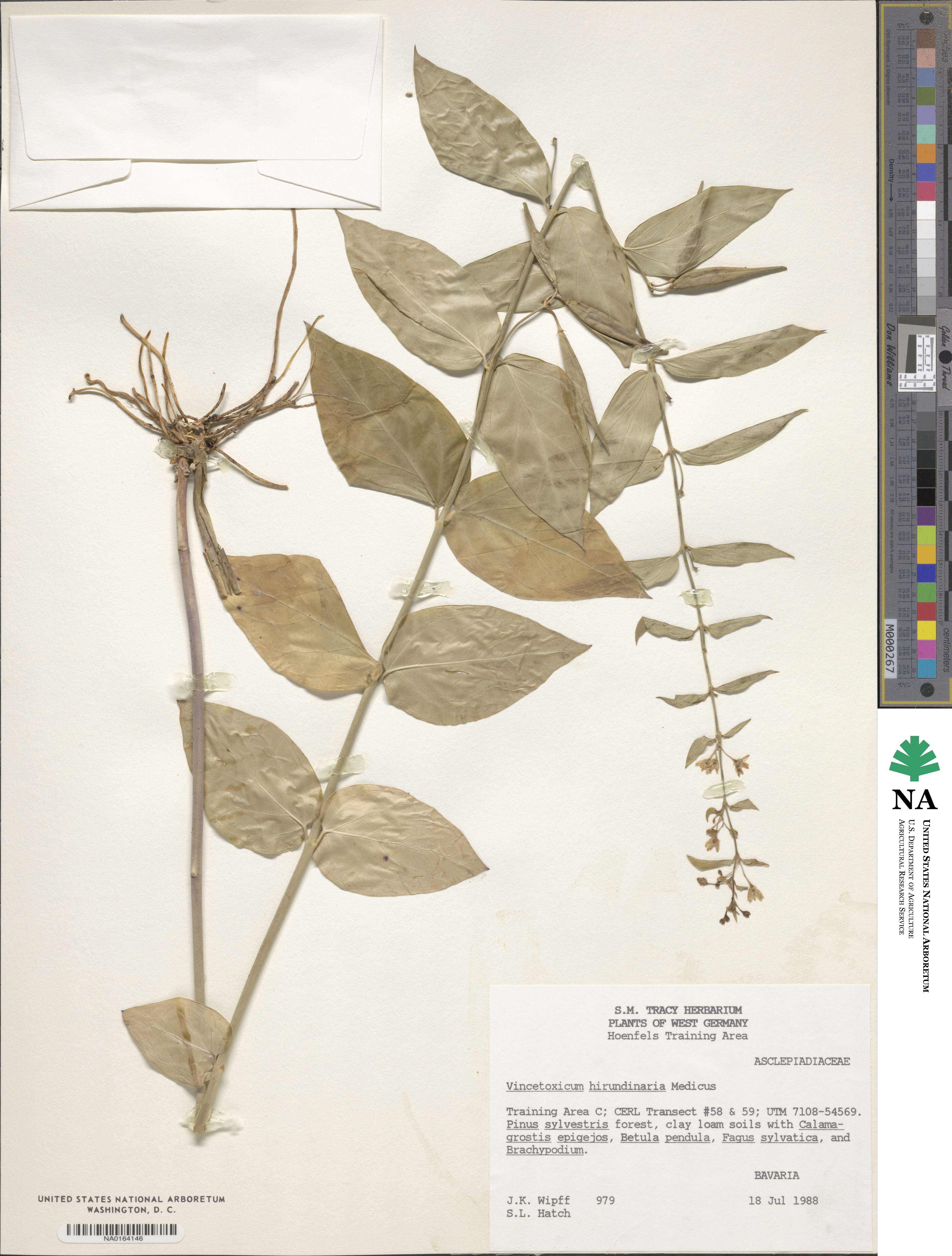 Vincetoxicum hirundinaria image
