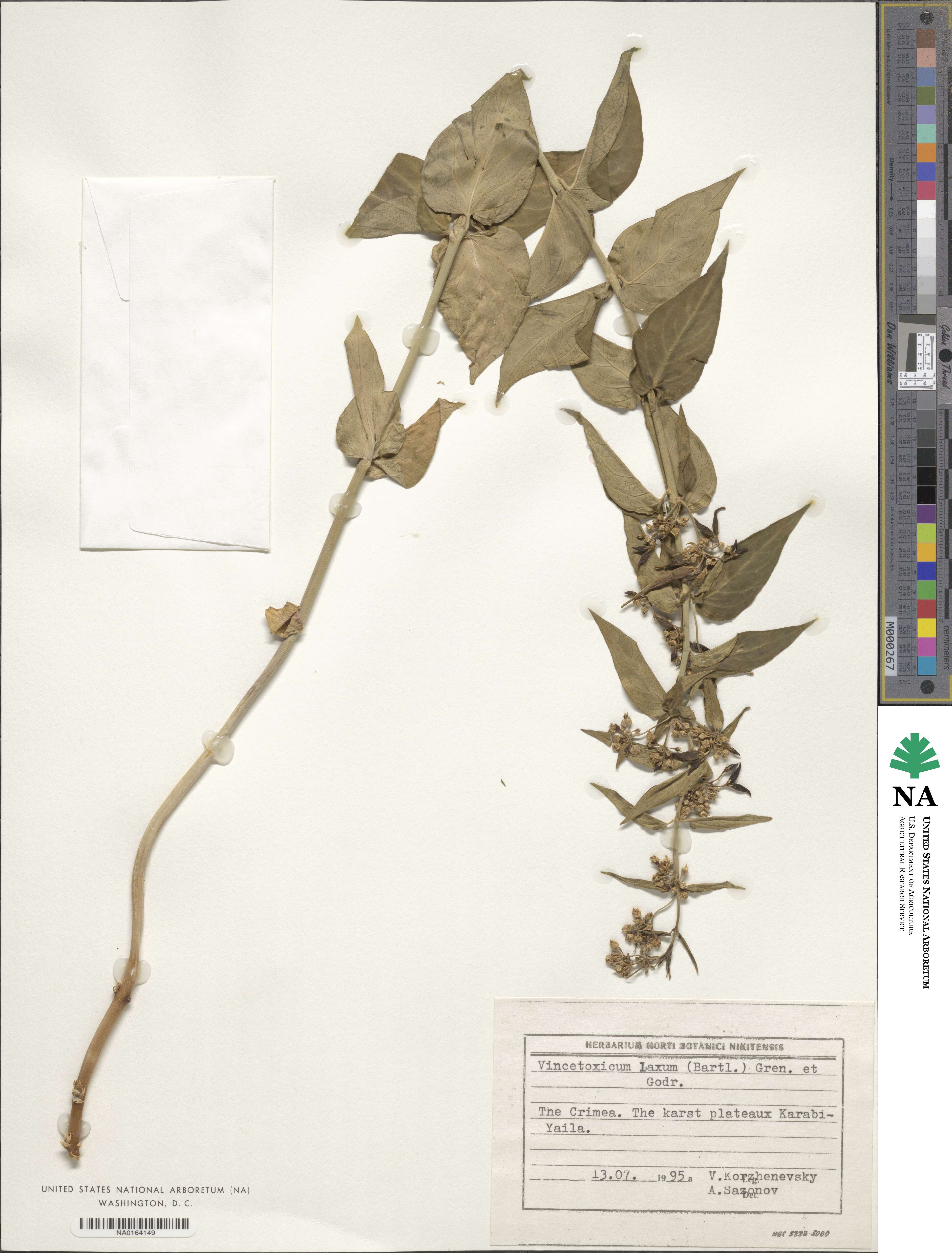 Vincetoxicum hirundinaria image