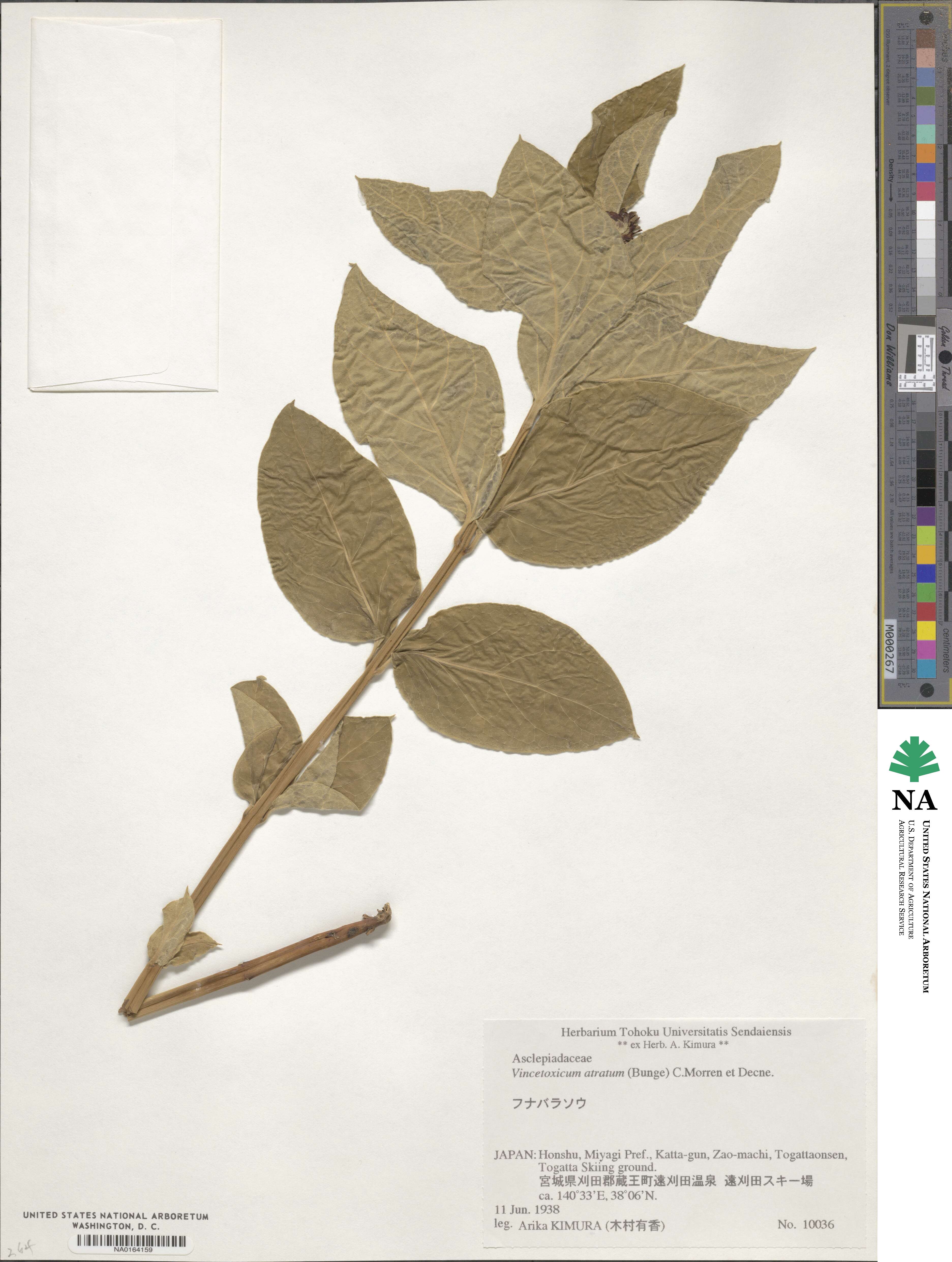 Vincetoxicum atratum image