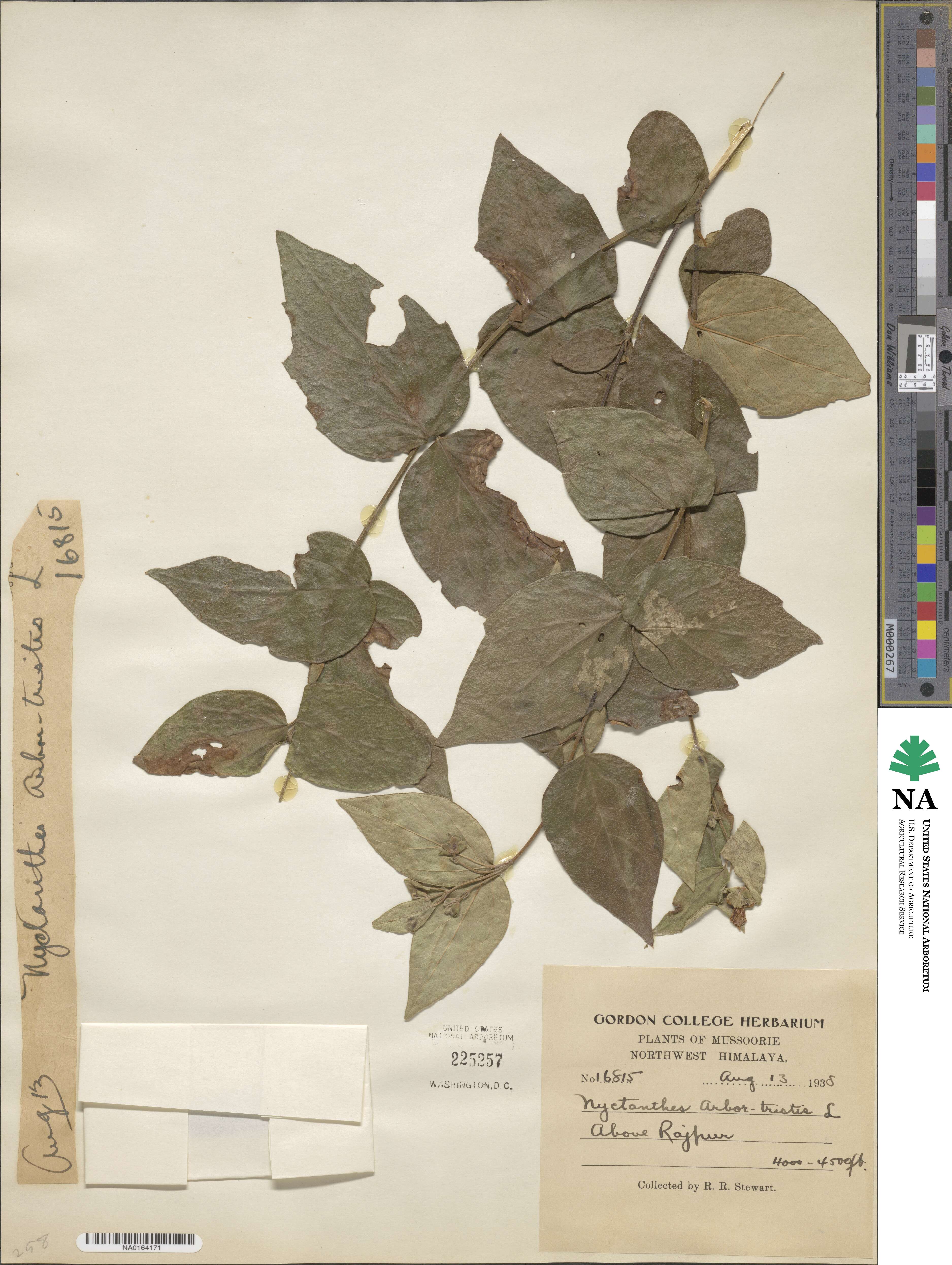 Nyctanthes arbor-tristis image