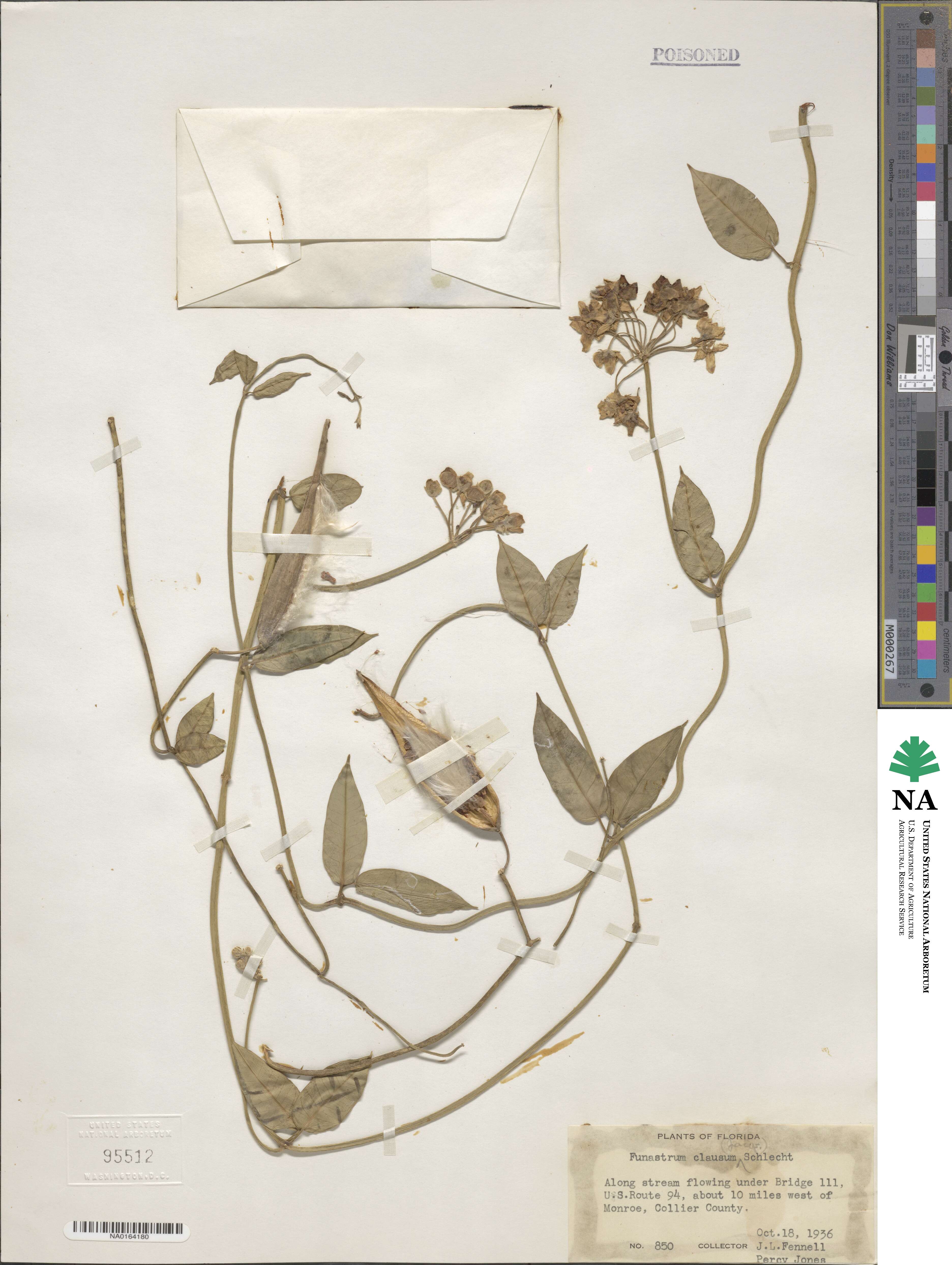 Funastrum clausum image